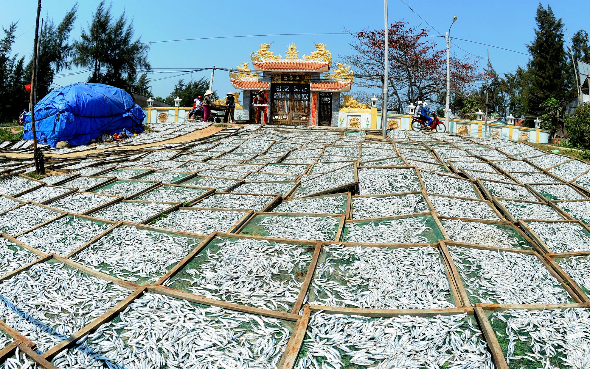 Trung dam loc bien dau nam anh 9