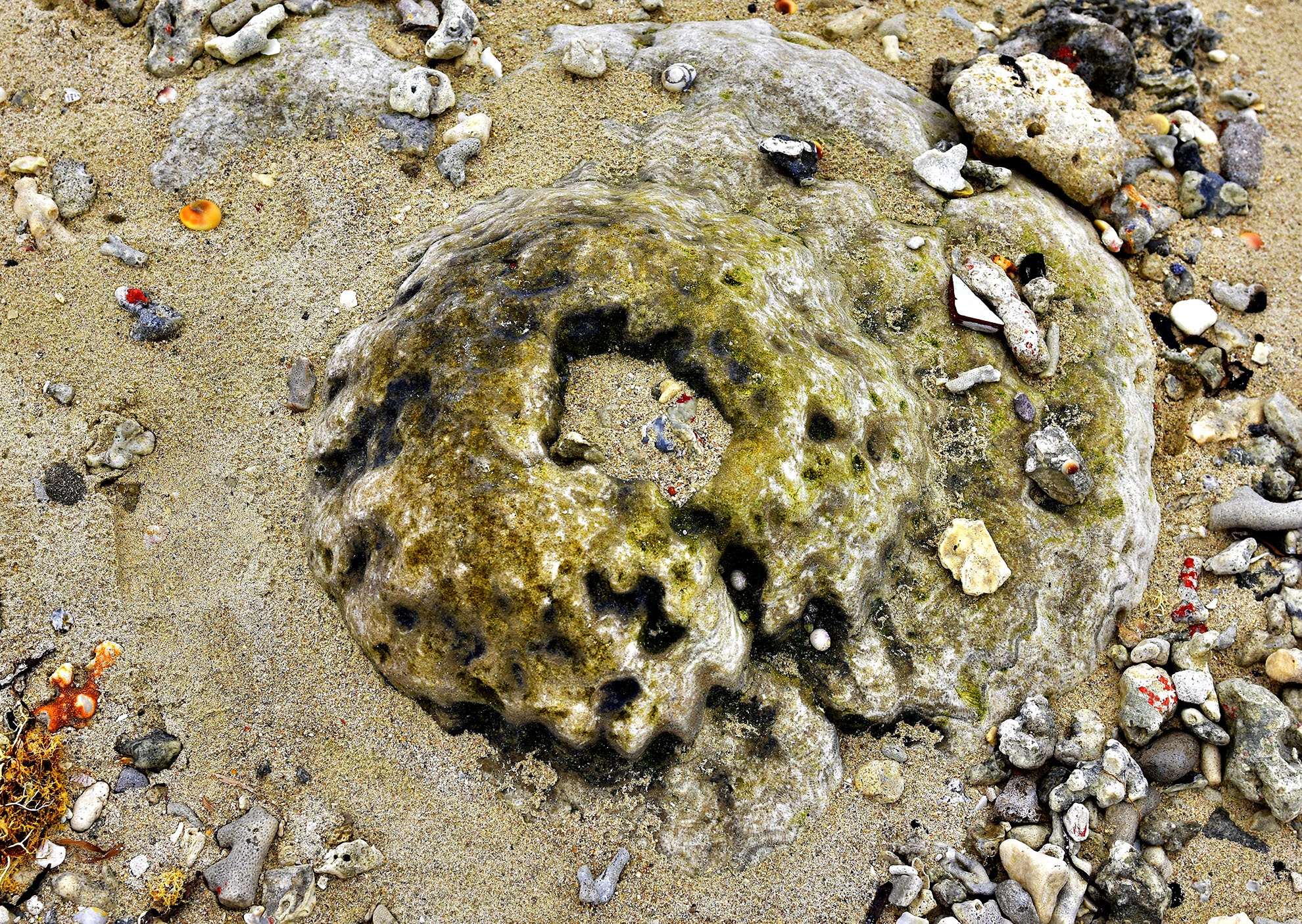 Nghĩa địa san hô hóa thạch ảnh 10 Nghia dia san ho hoa thach anh 10