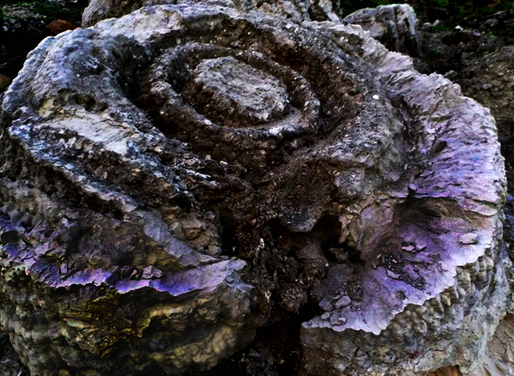 San ho hoa thach hinh bong hong o dao Ly Son hinh anh