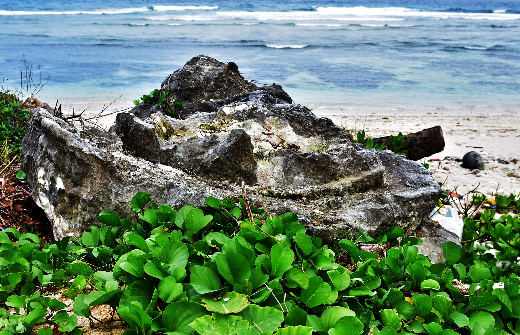 Nghĩa địa san hô hóa thạch ảnh 3 Nghia dia san ho hoa thach anh 3