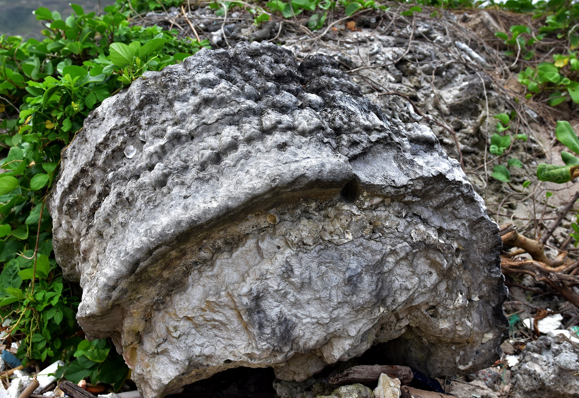 Nghĩa địa san hô hóa thạch ảnh 5 Nghia dia san ho hoa thach anh 5