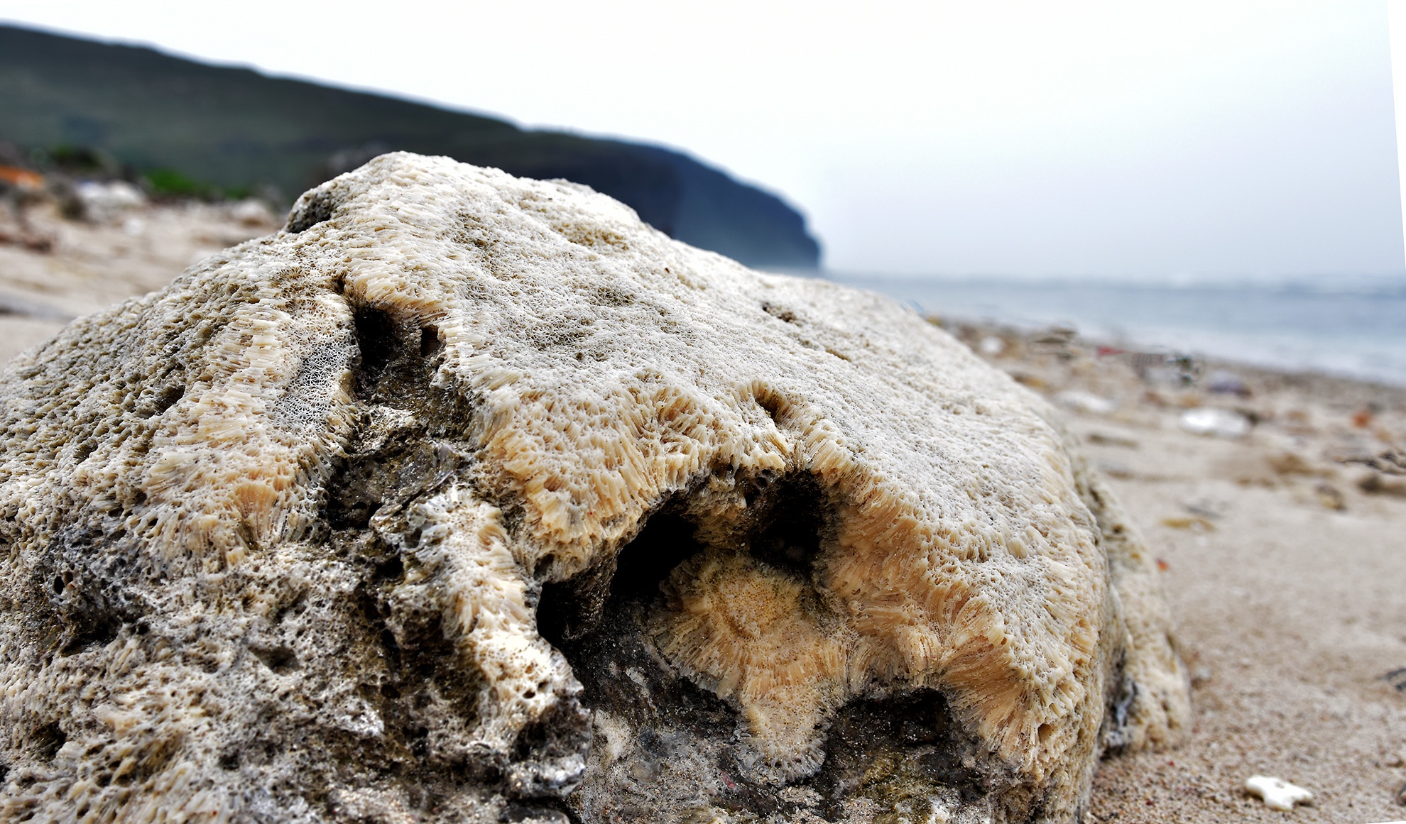 Nghĩa địa san hô hóa thạch ảnh 8 Nghia dia san ho hoa thach anh 8