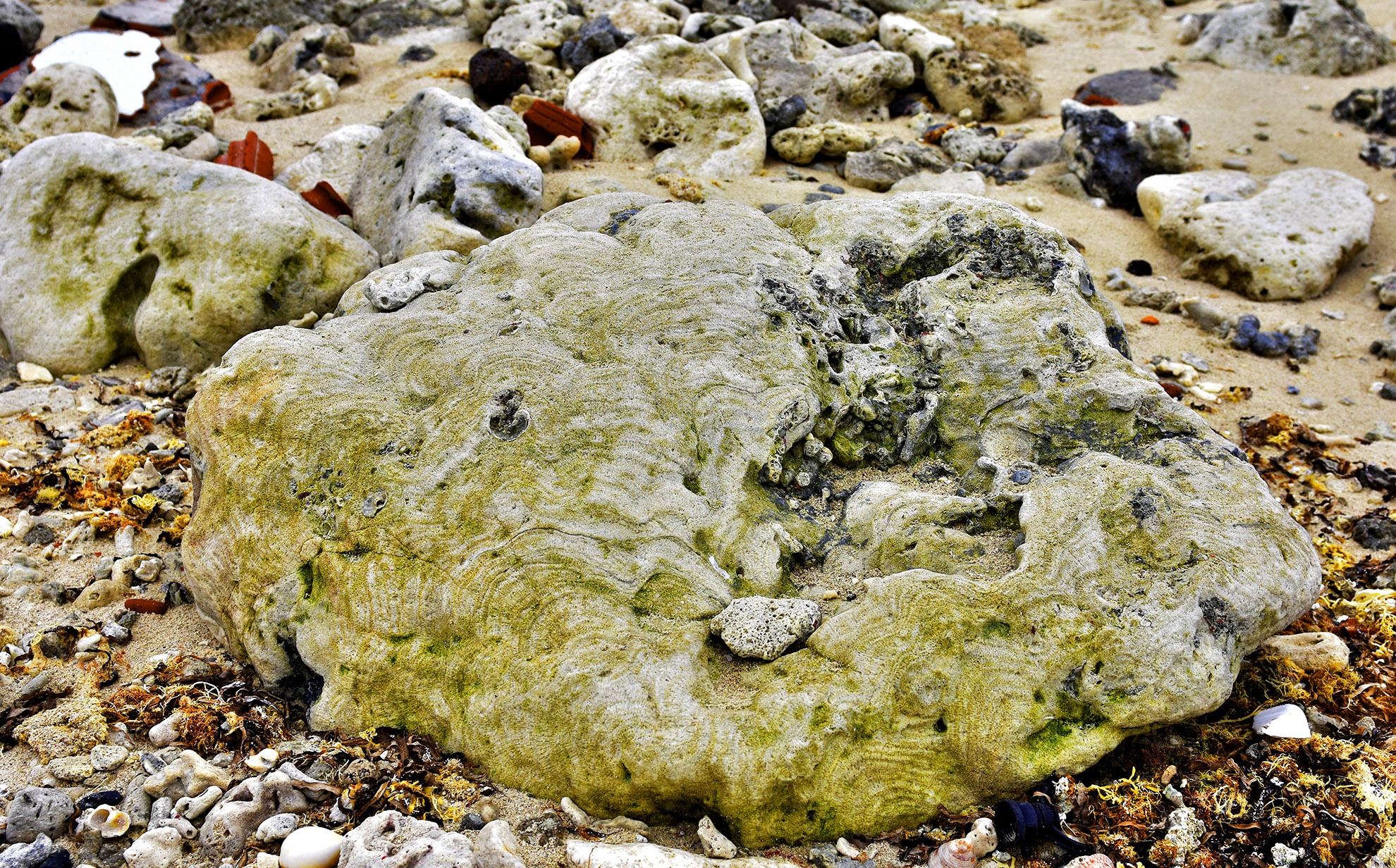 Nghĩa địa san hô hóa thạch ảnh 9 Nghia dia san ho hoa thach anh 9