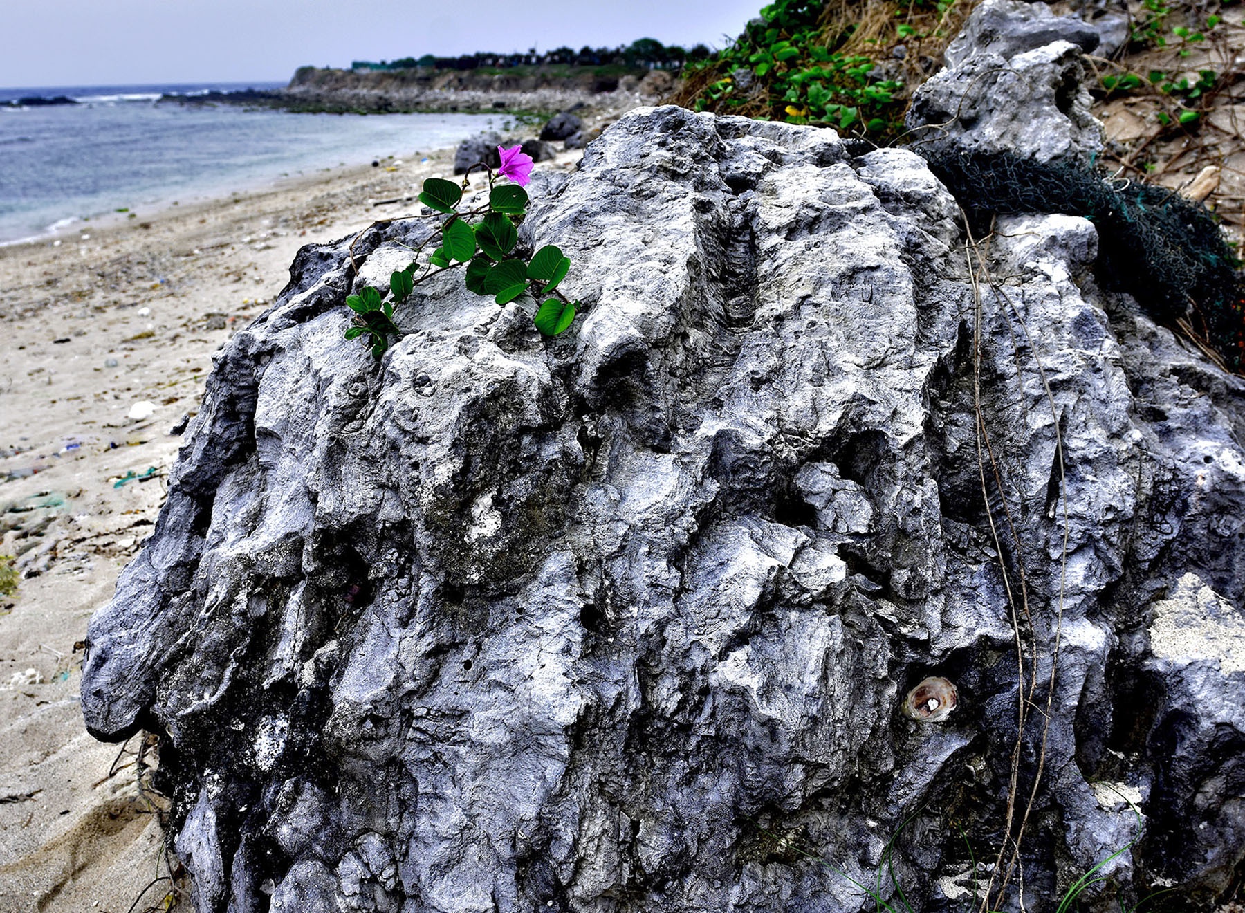 Can canh 'nghia dia san ho' hoa thach doc dao o dao Ly Son hinh anh