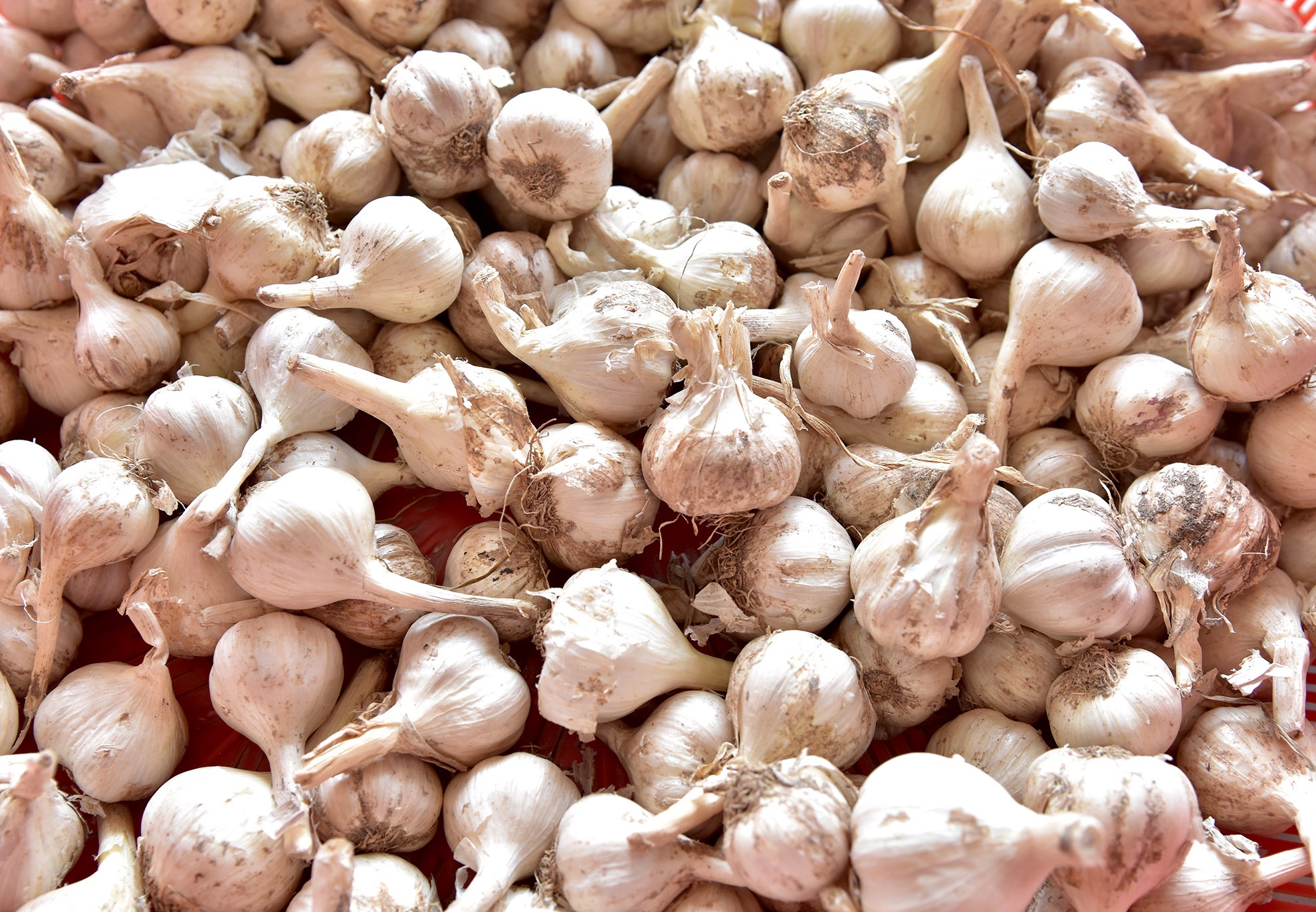 Toi tuoi o at tuon ra dao Ly Son hinh anh