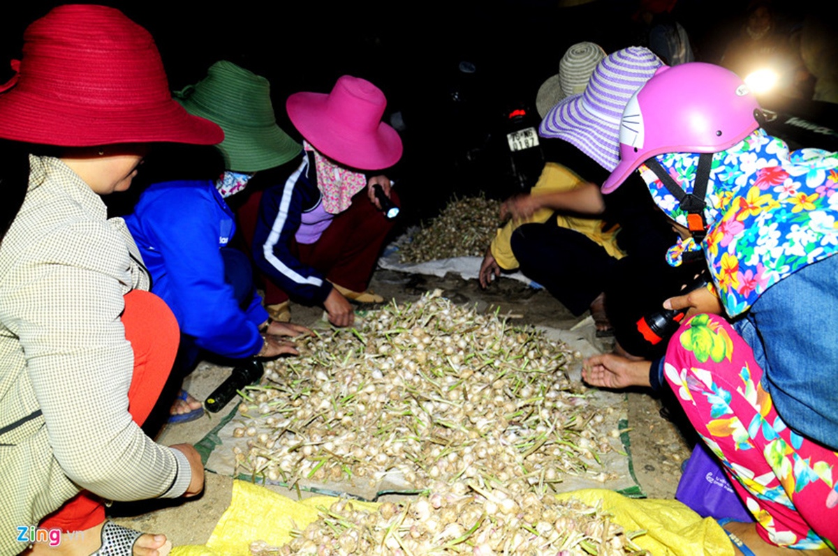 Chở tỏi ra Vương quốc tỏi Lý Sơn ảnh 2 Cho toi ra Vuong quoc toi Ly Son anh 2