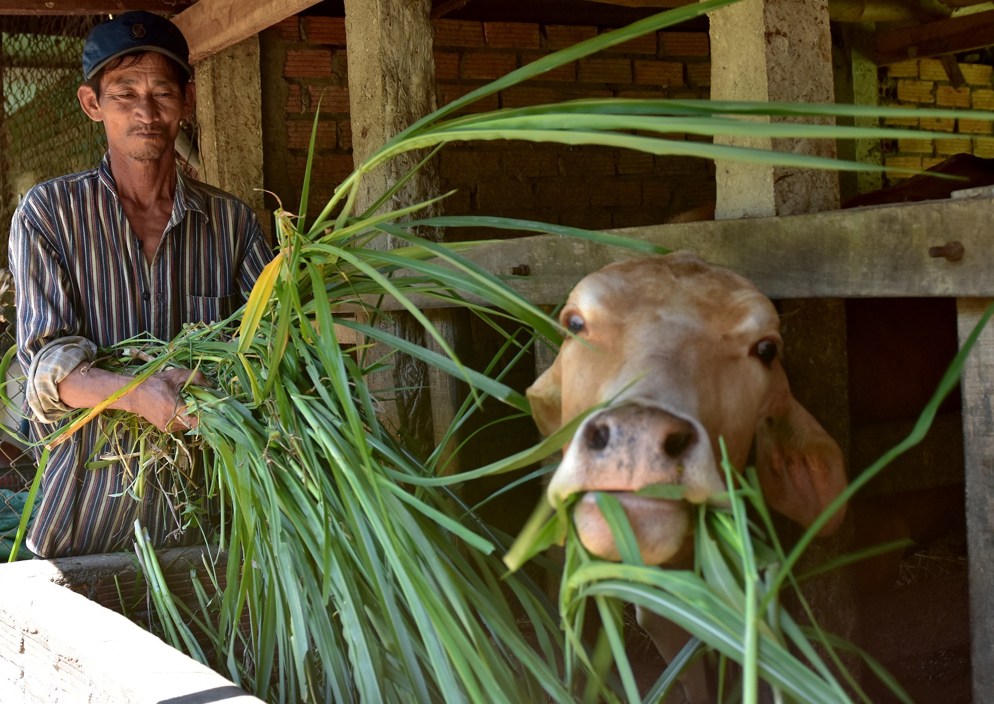 Vu tham sat My Lai anh 4