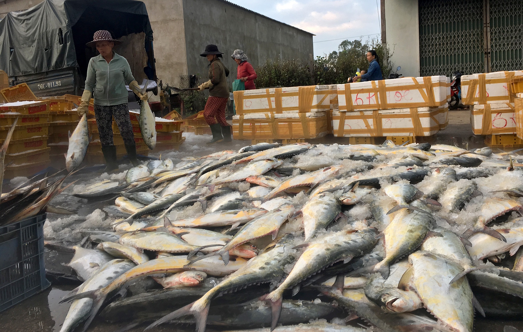 Ngu dan Quang Ngai trung me luoi hon 8 tan ca be xuoc hinh anh