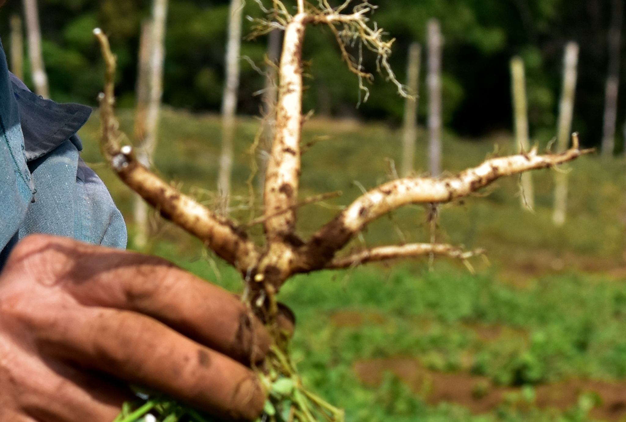 Nong nghiep sach Mang Den anh 10