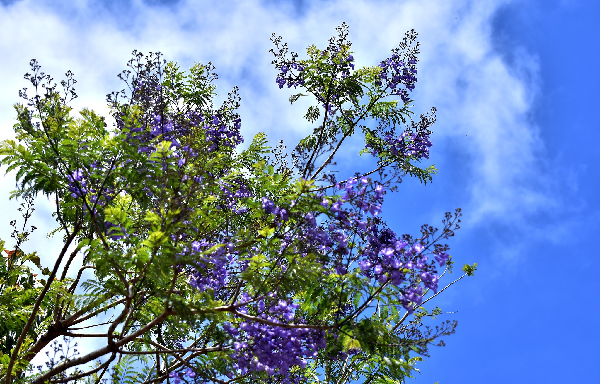 Mua hoa tim Mang Den anh 10