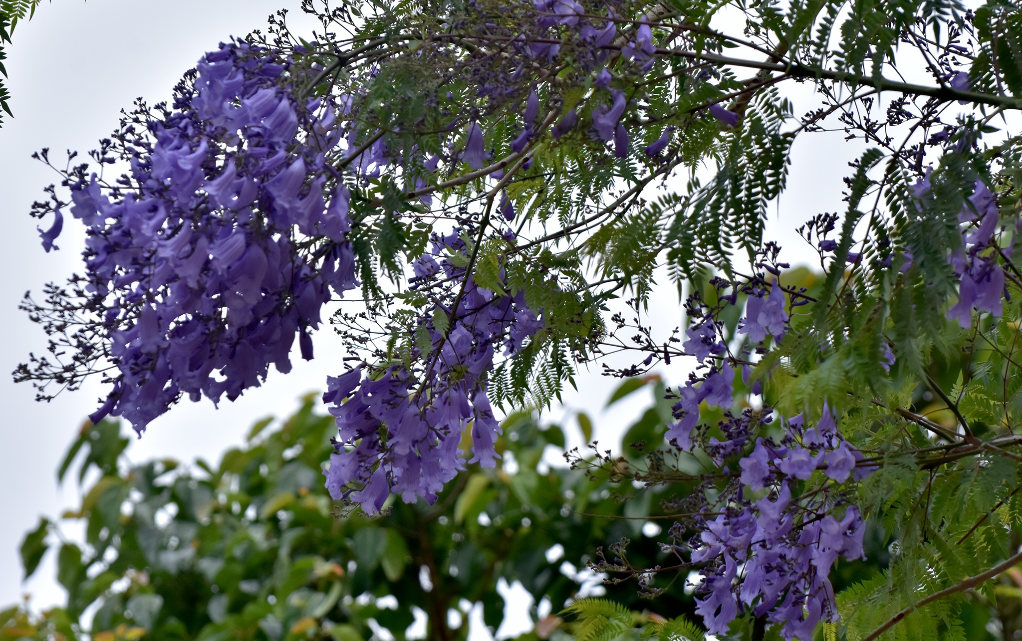 Mua hoa tim Mang Den anh 8