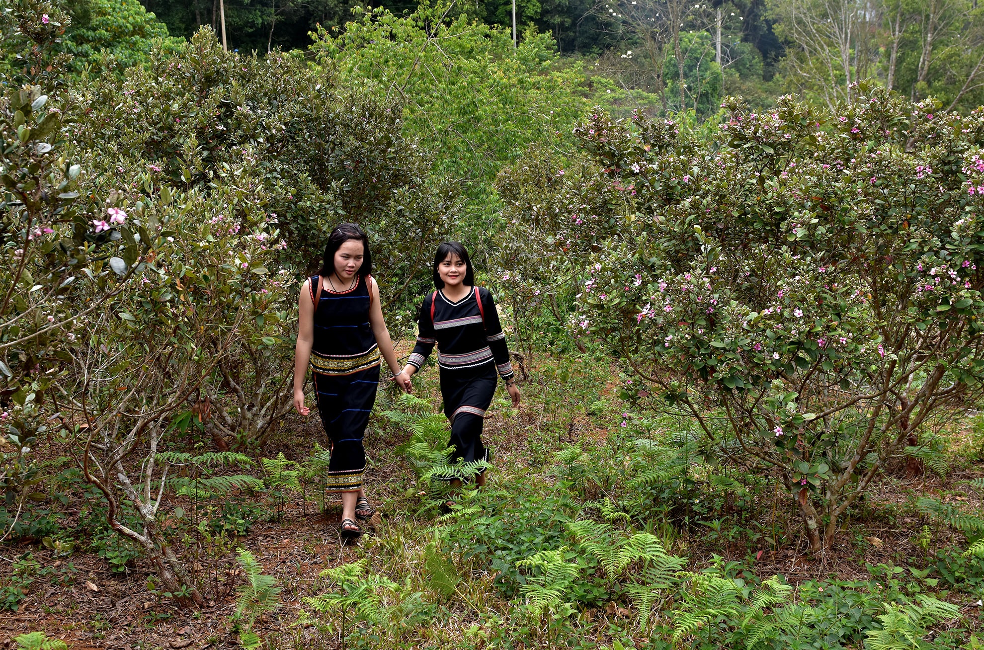 Mua hoa tim Mang Den anh 1