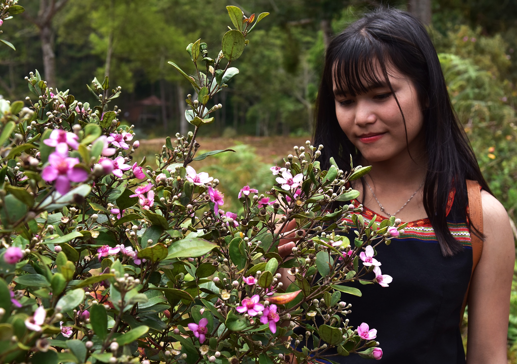 Mua hoa tim Mang Den anh 4