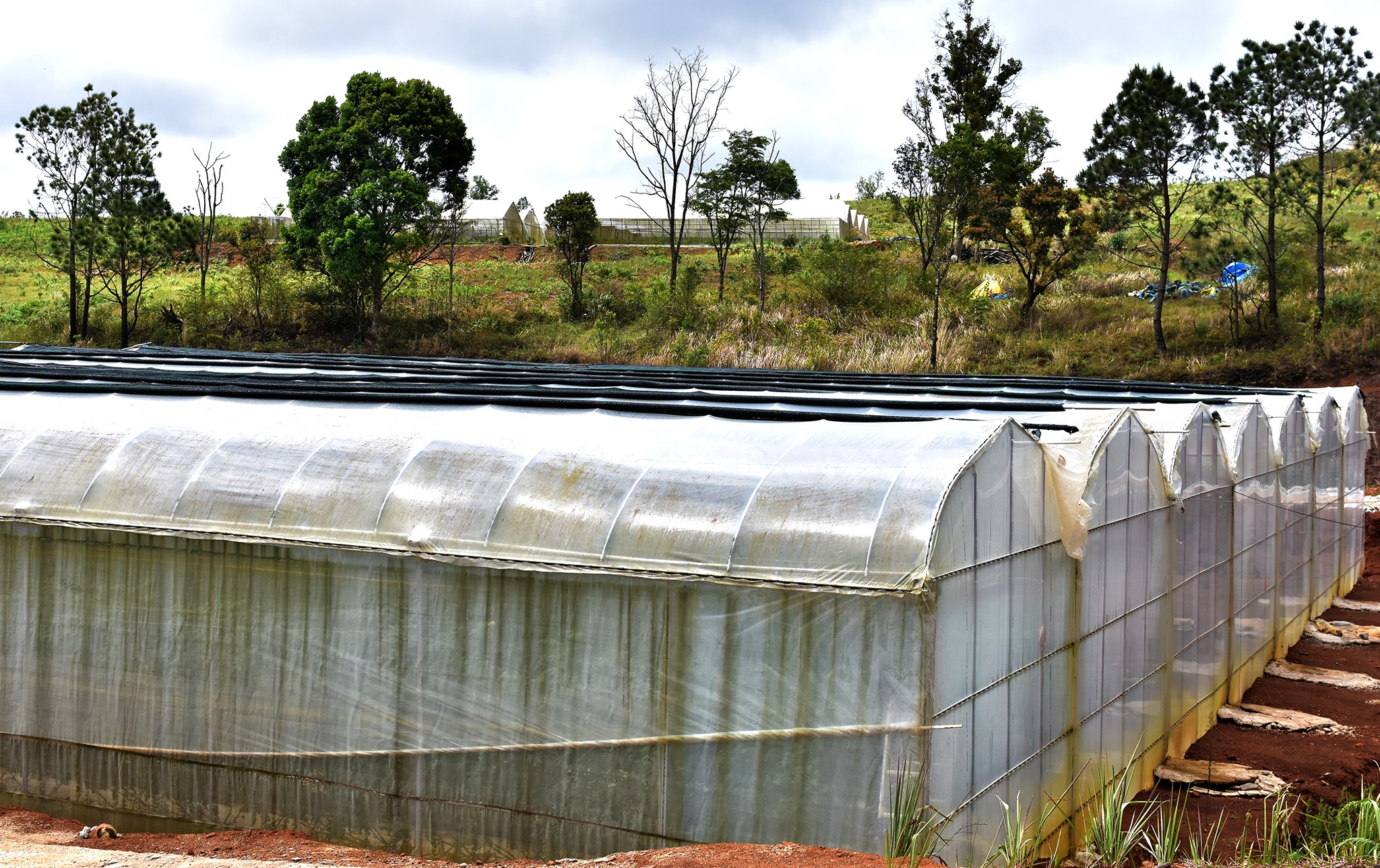 Nong nghiep sach Mang Den anh 2