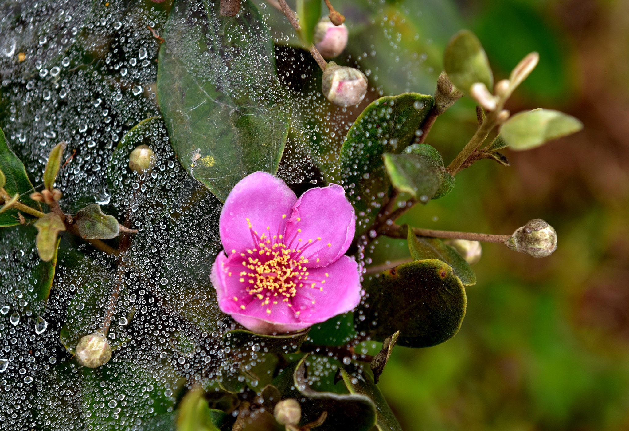 Mua hoa tim Mang Den anh 2