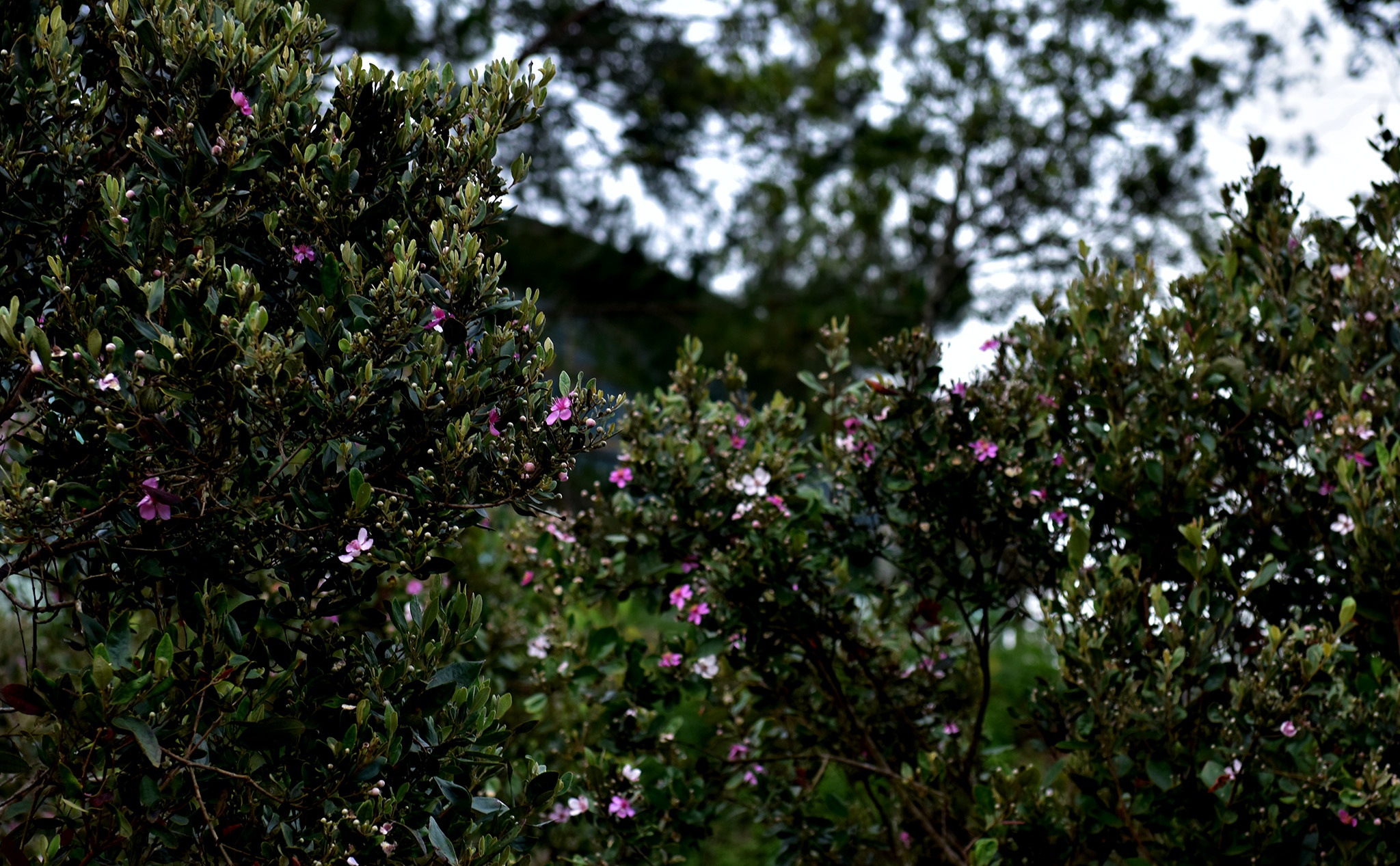 Mua hoa tim Mang Den anh 3