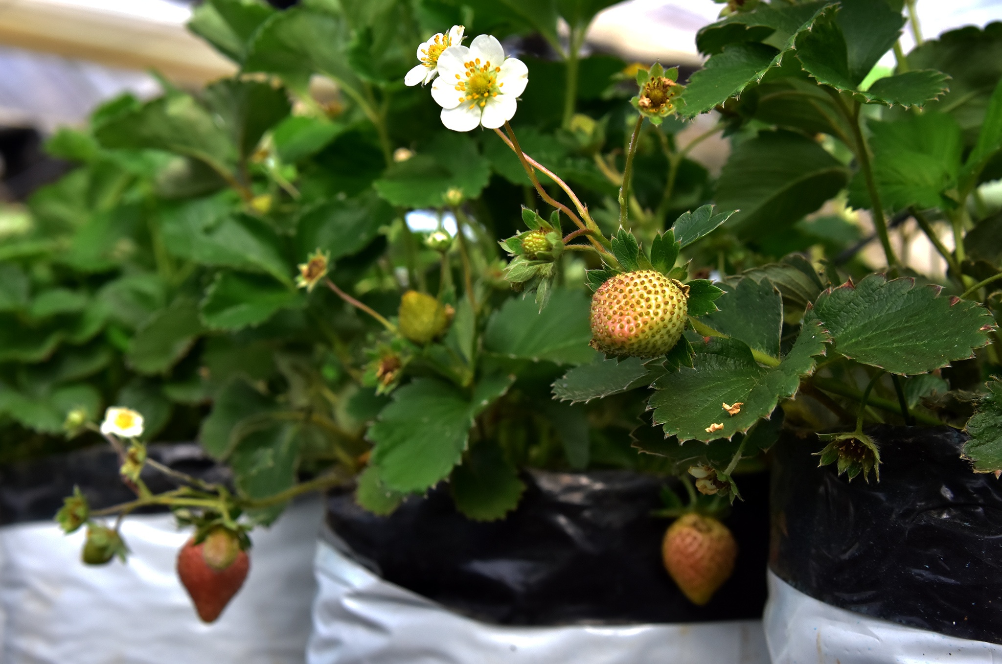 Nong nghiep sach Mang Den anh 6