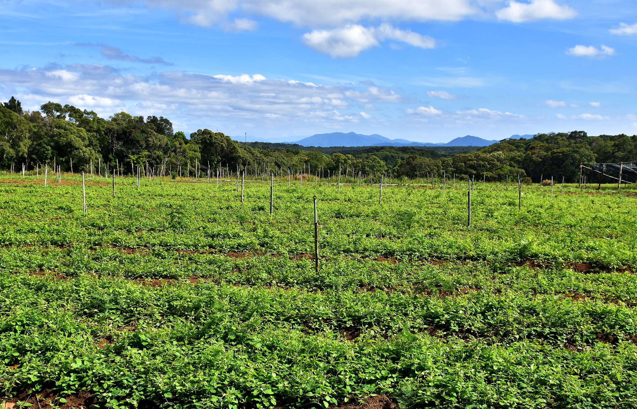 Nong nghiep sach Mang Den anh 7
