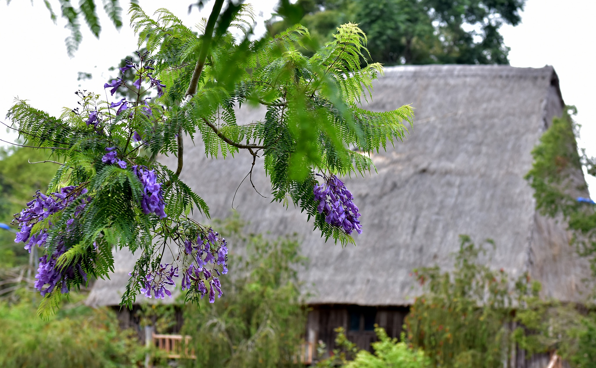 Mua hoa tim Mang Den anh 6