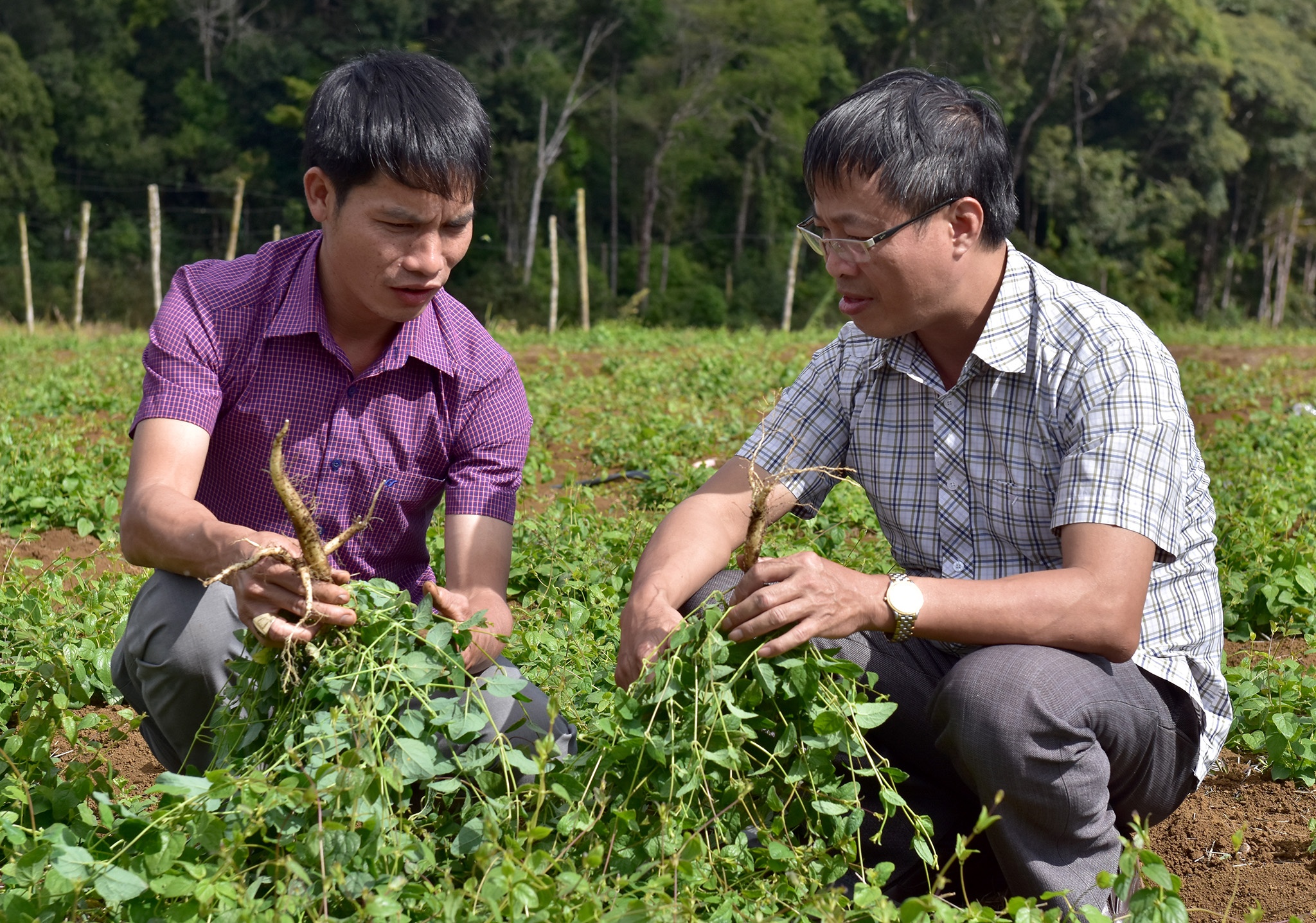 Nong nghiep sach Mang Den anh 9