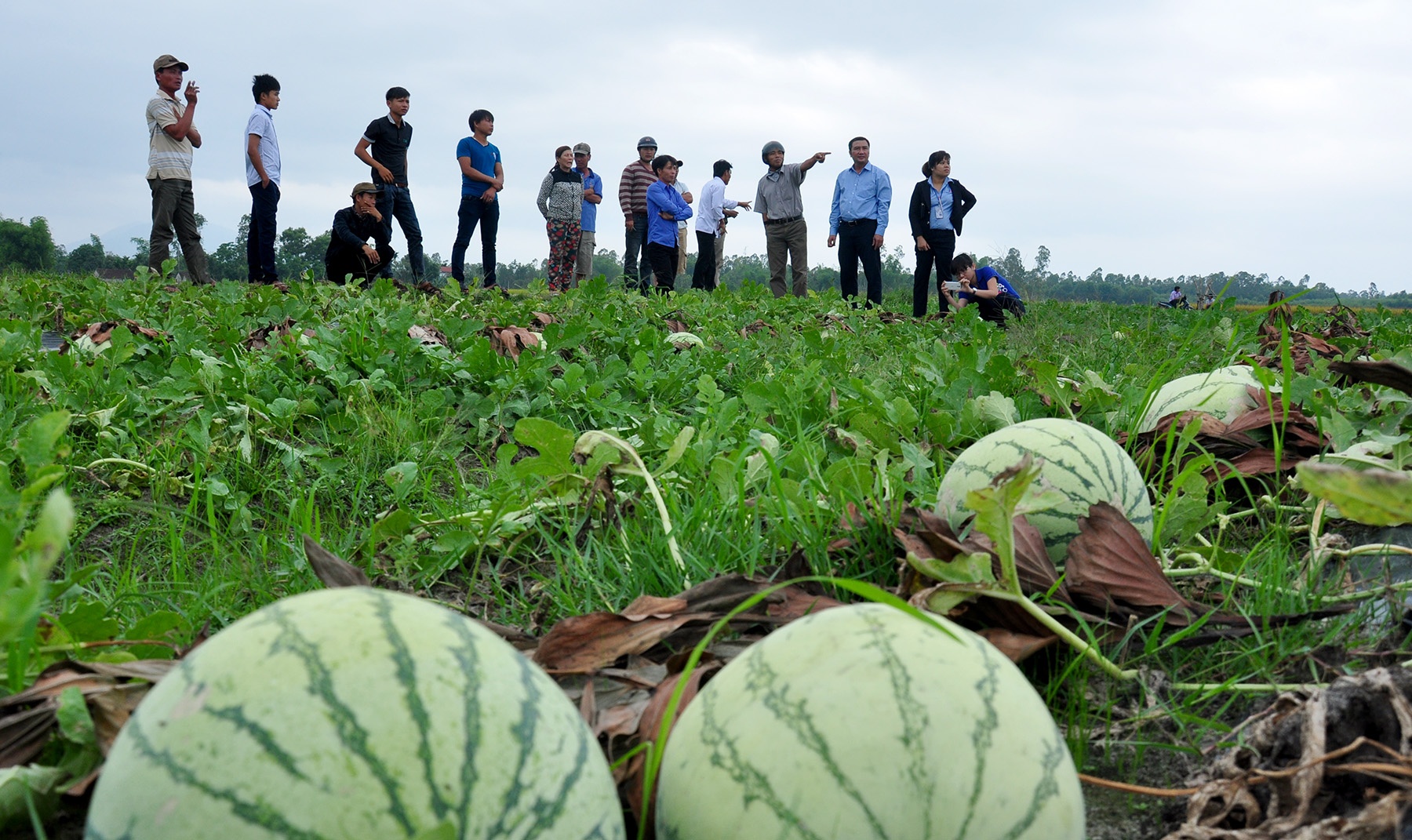 Ket noi voi doanh nghiep Trung Quoc tieu thu dua hau cho nong dan hinh anh