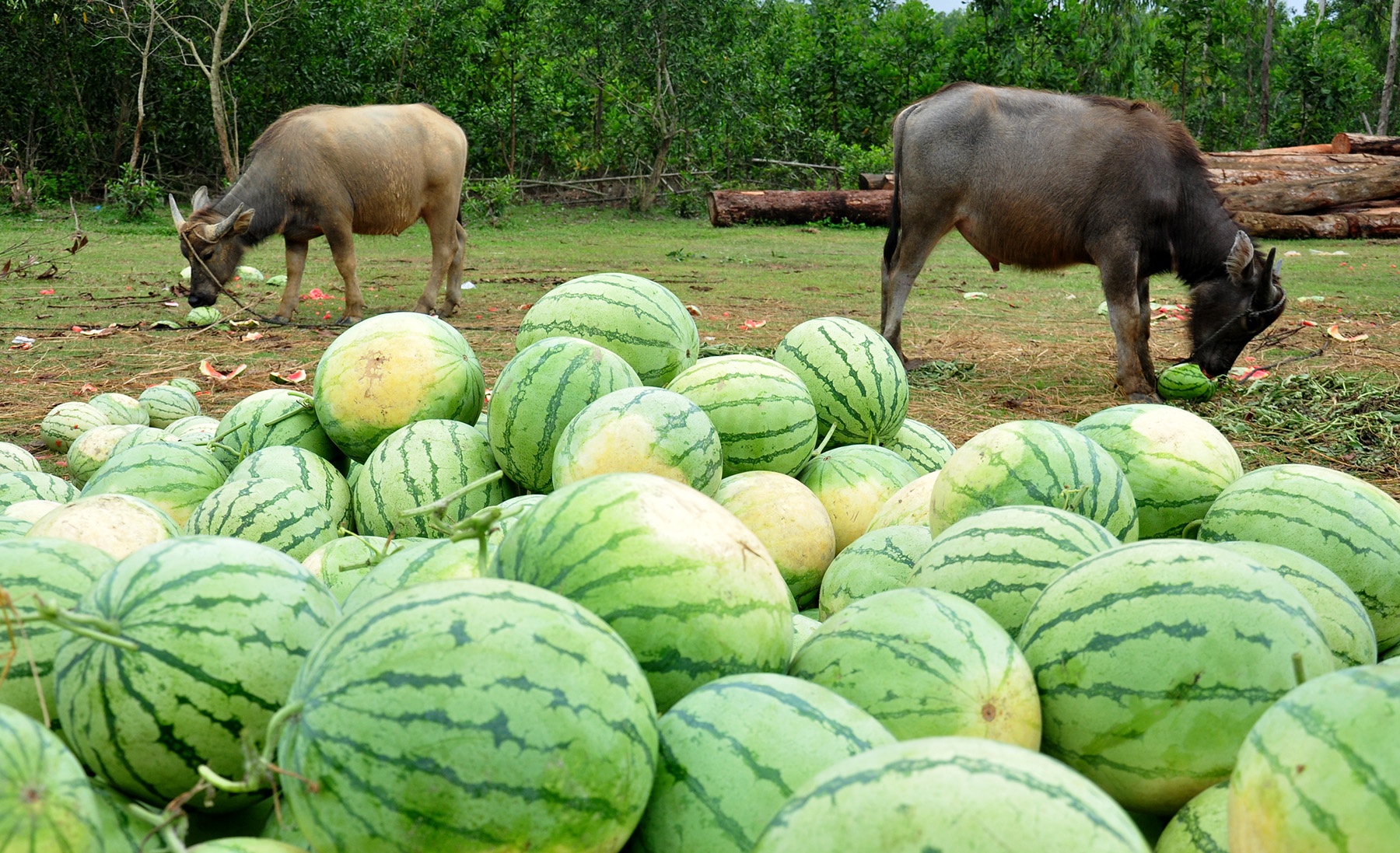 Hop tac tieu thu dua hau anh 2