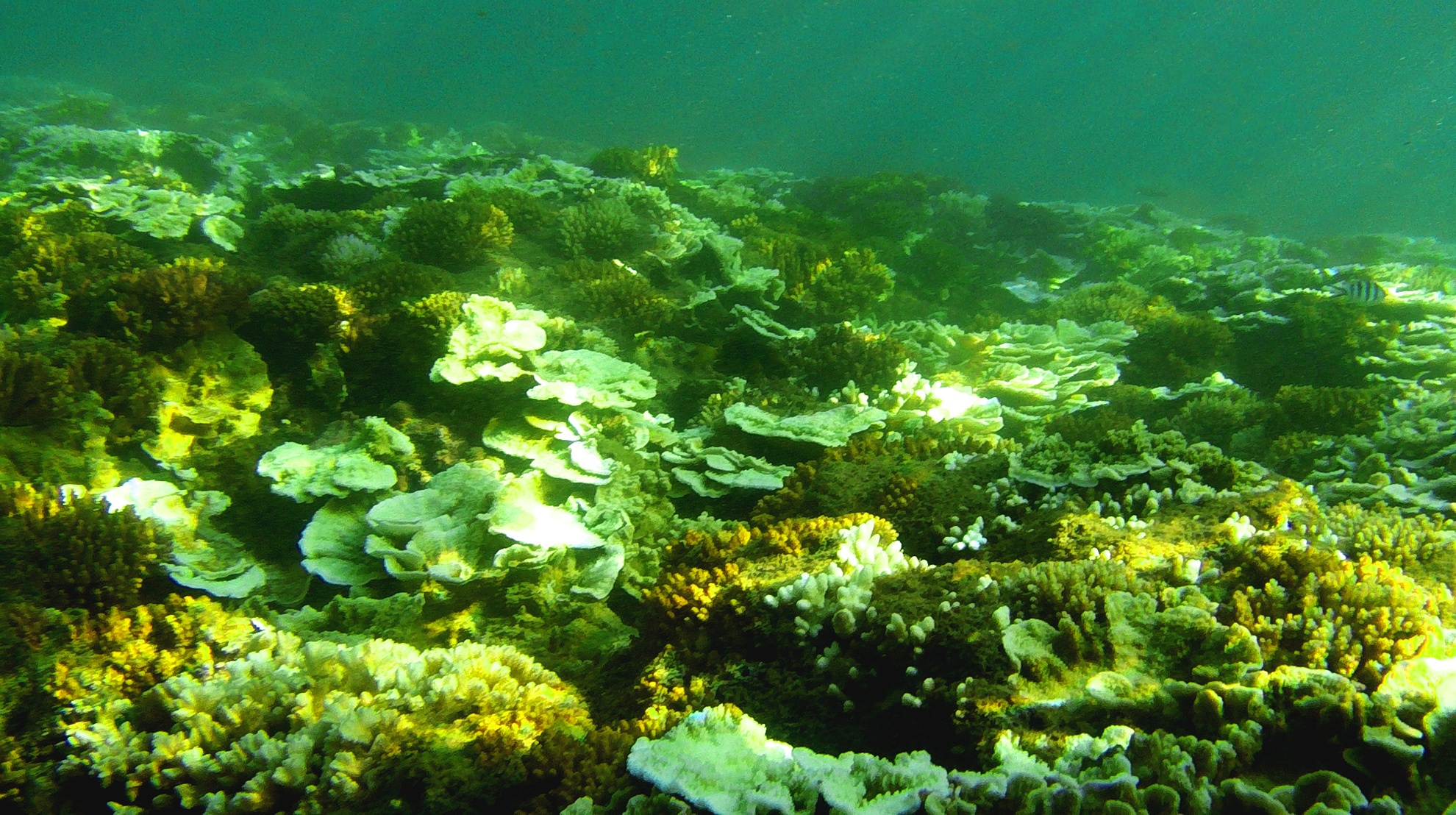 Quan the du lich FLC anh 13