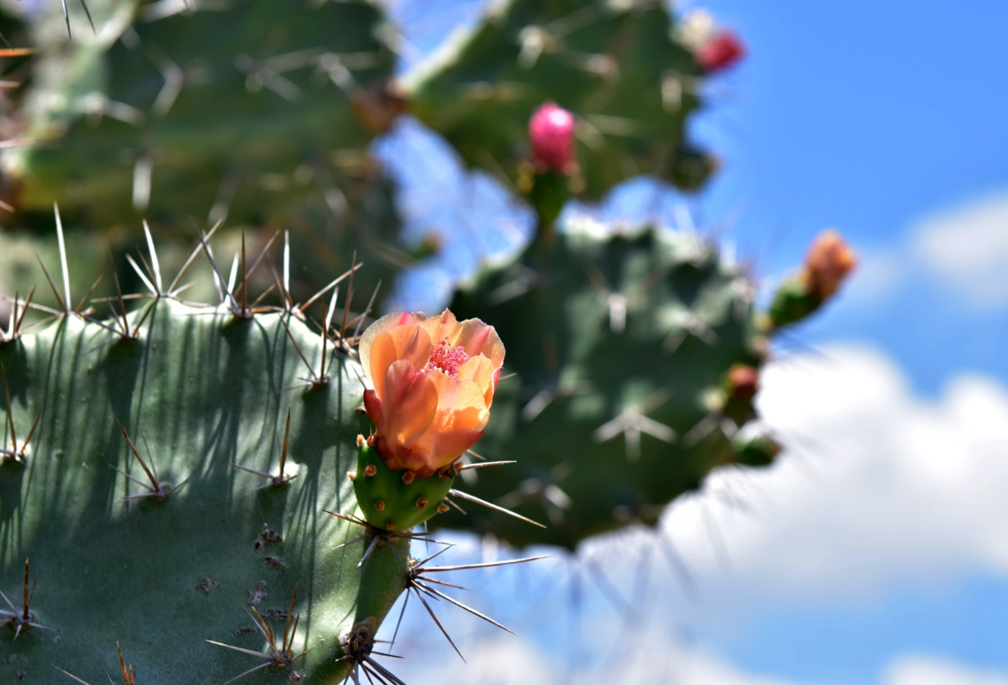 Trai nghiem thu vi Ninh Thuan anh 12