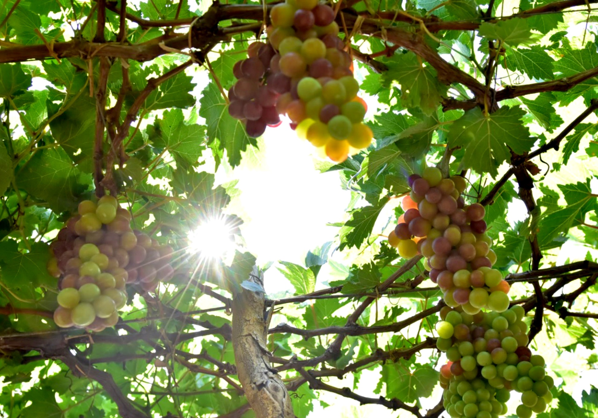 Trai nghiem thu vi Ninh Thuan anh 13