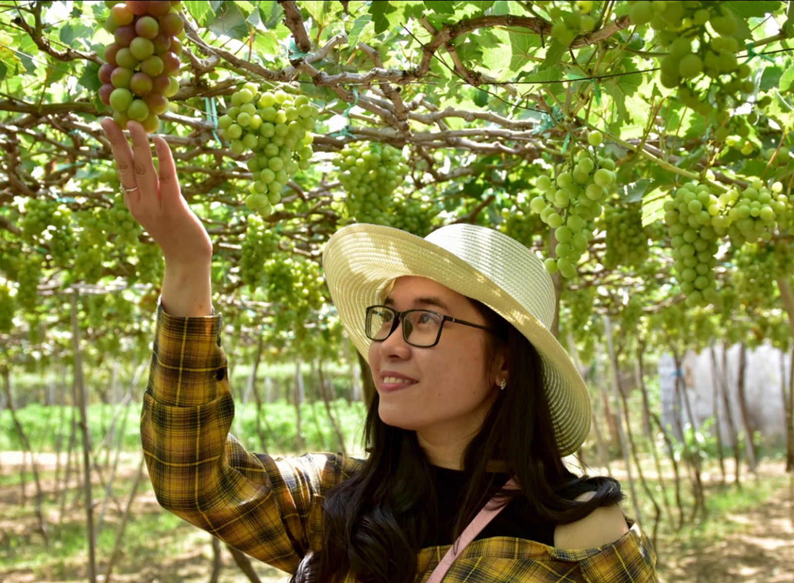 Du khach thich thu voi vuon nho triu qua o vung dat kho han Ninh Thuan hinh anh