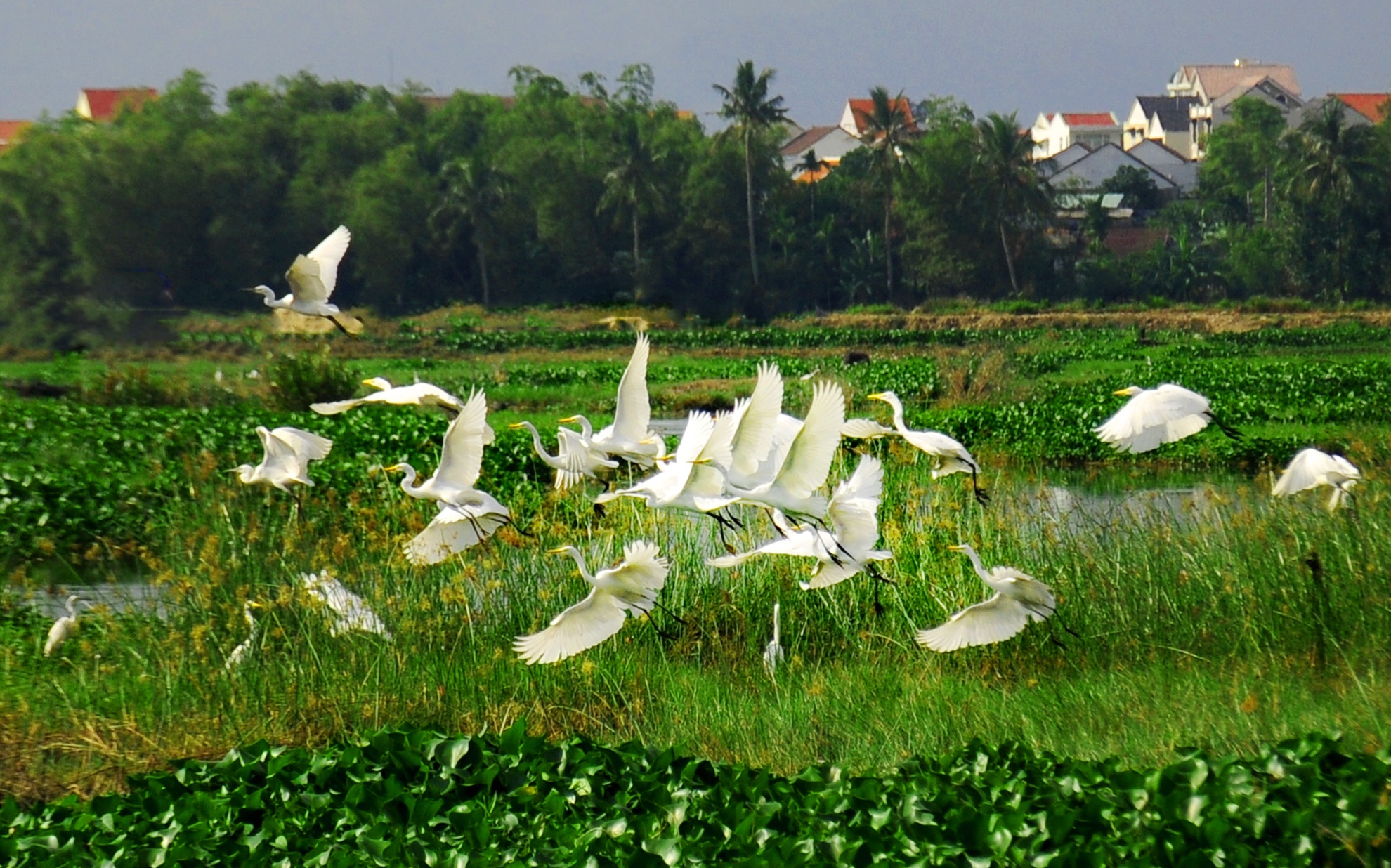 Rừng dừa nước Bảy Mẫu ảnh 3 Rung dua nuoc Bay Mau anh 3