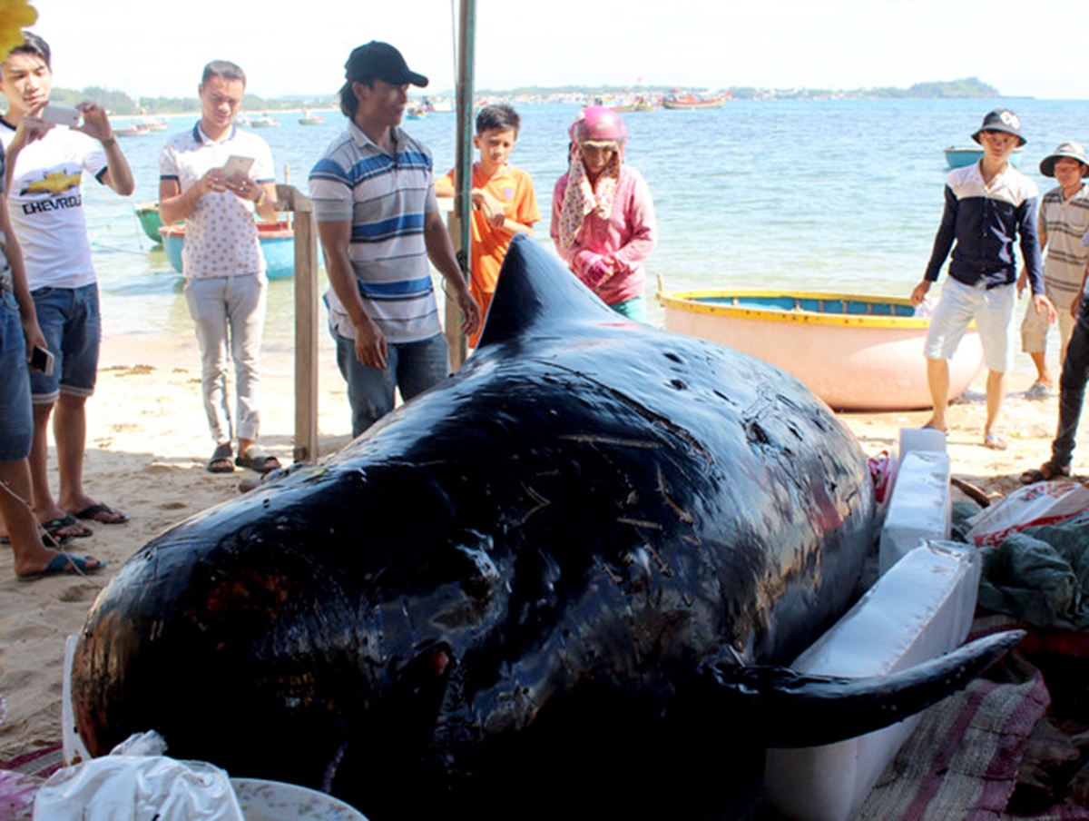 Ca voi dat vao bo anh 2