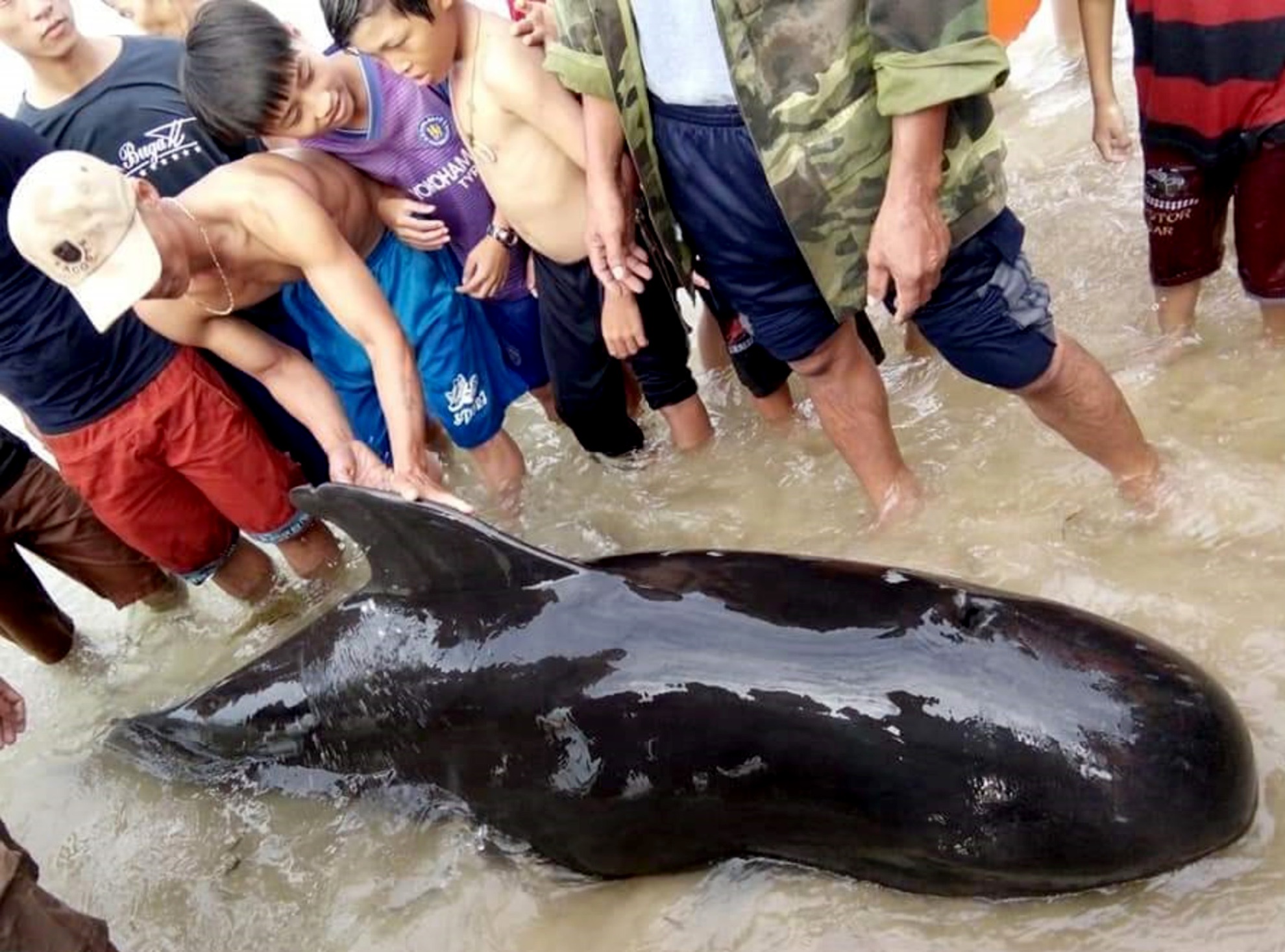 Ca 'Ong' lien tuc dat vao bo bien Quang Ngai hinh anh
