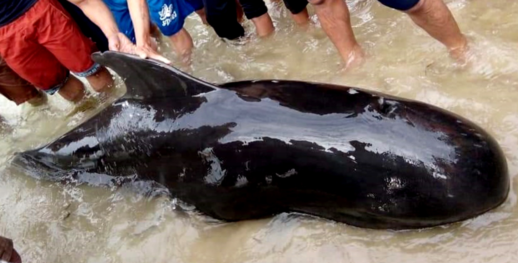 Cá Ông lạc ở Quảng Ngãi ảnh 2 Ca Ong lac o Quang Ngai anh 2