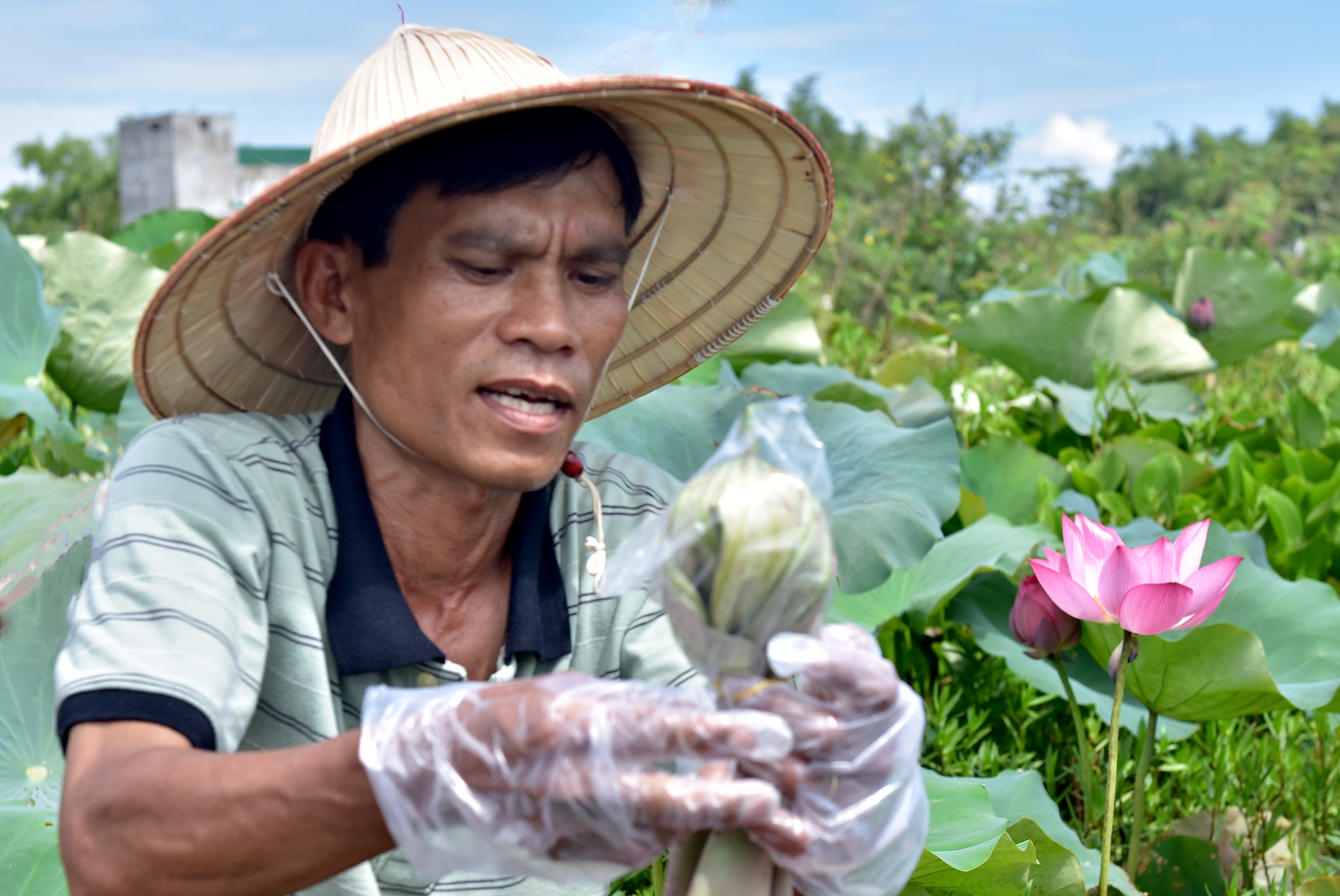 #Zingreview: Thuong tra uop sen diu thom cua Quang Ngai hinh anh
