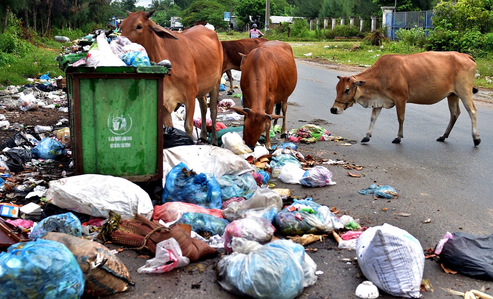 Hang tan rac tran ngap duong pho, khu dan cu Quang Ngai hinh anh