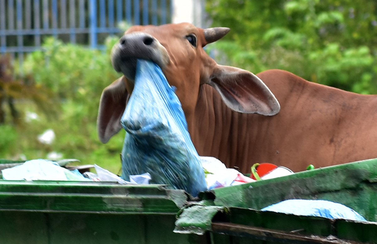 Quang Ngai cap toc chuyen rac thai vuot hon 40 km xu ly hinh anh