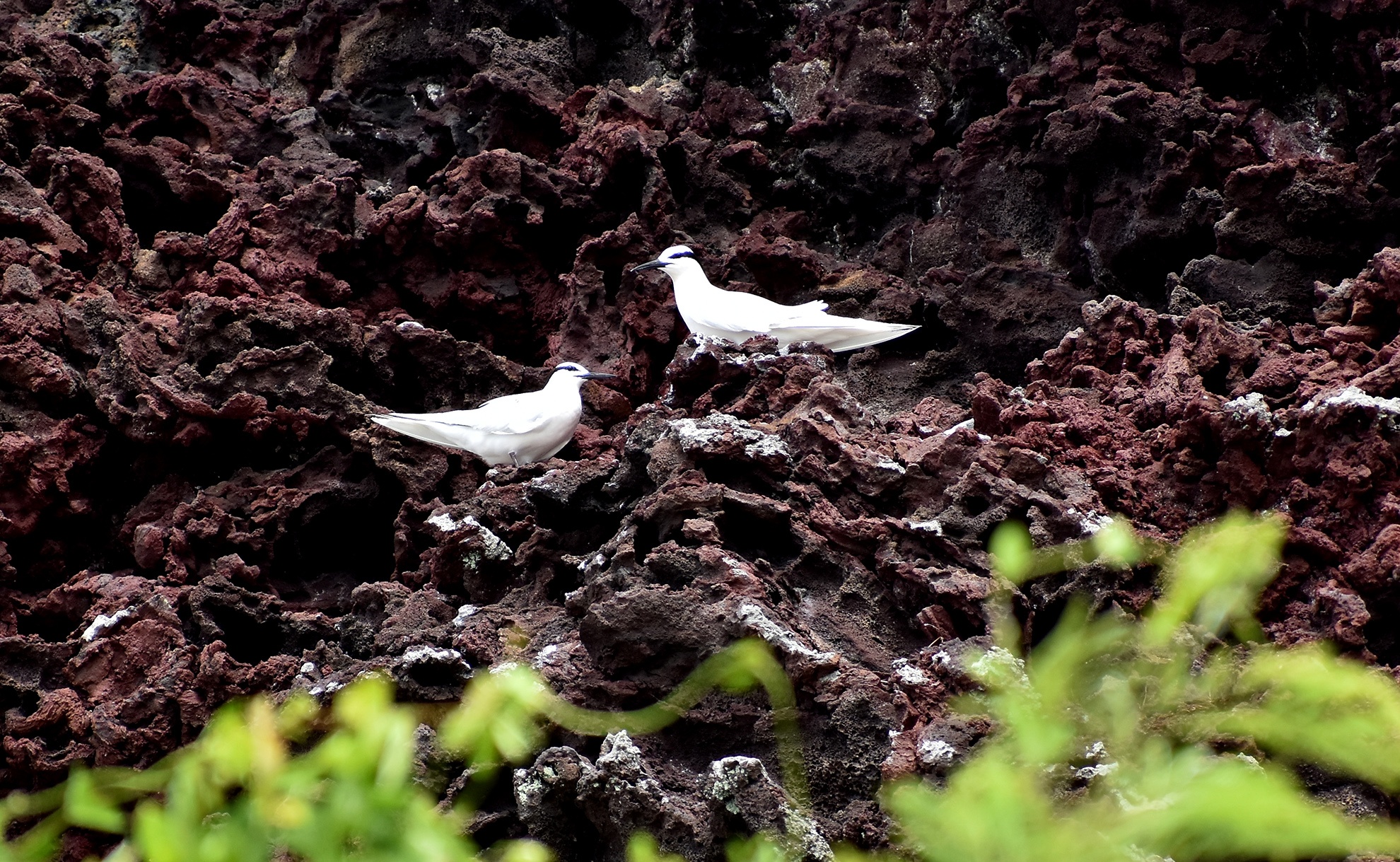 Mieng nui lua Ly Son anh 9