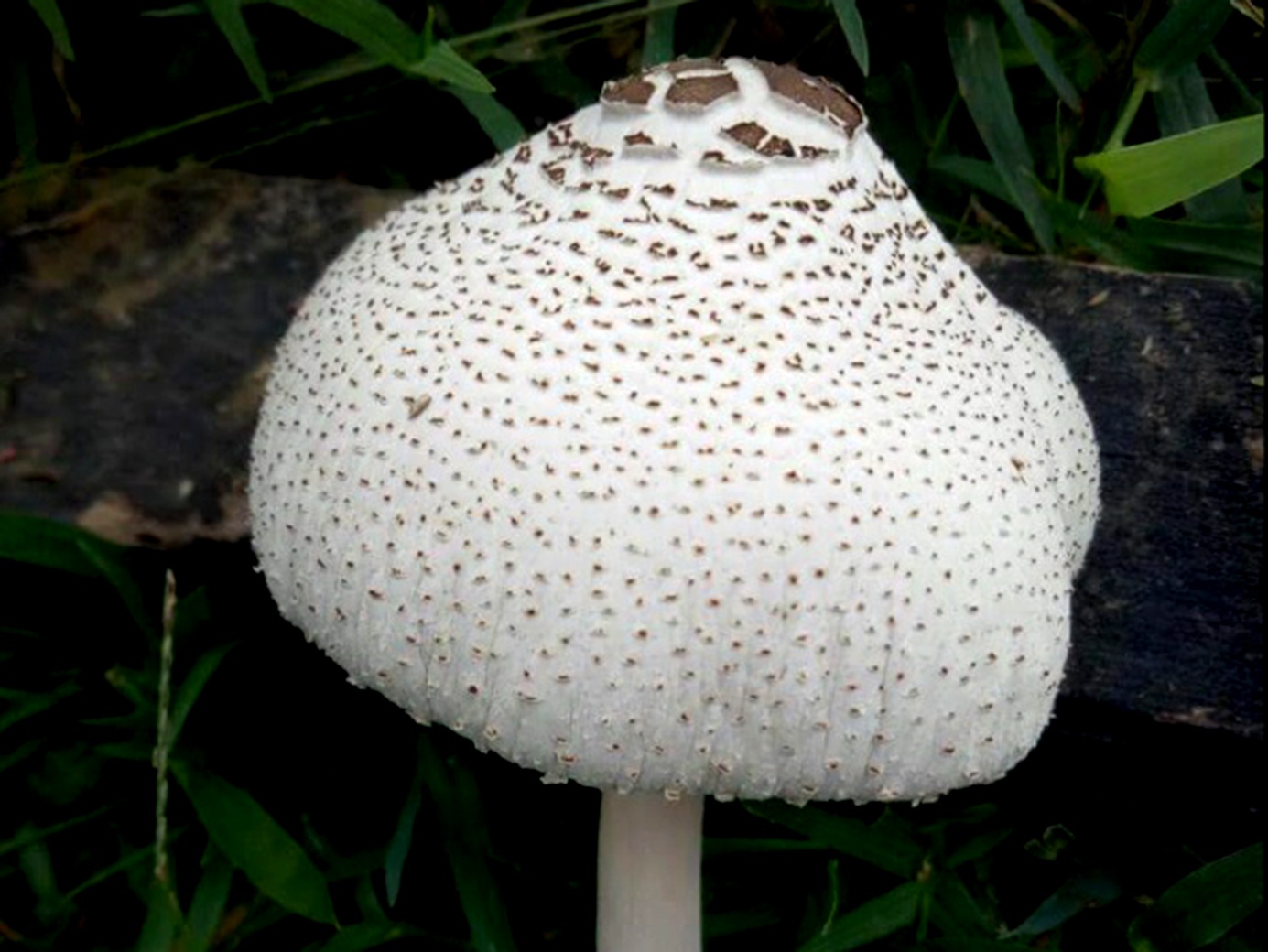 An nham nam doc, 3 ba chau nhap vien cap cuu hinh anh