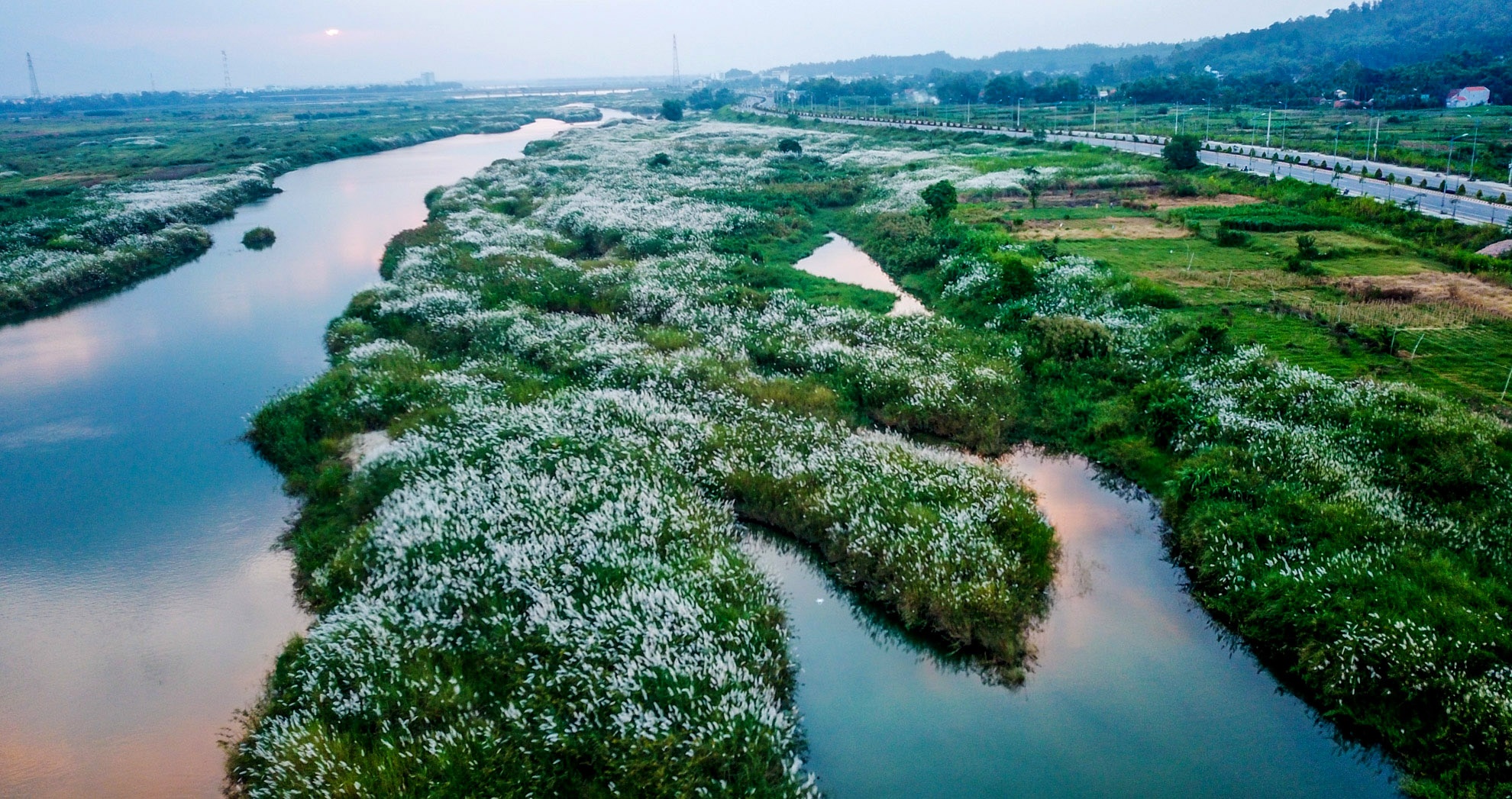'Canh dong bat tan' hoa co lau tuyet dep o Quang Ngai hinh anh