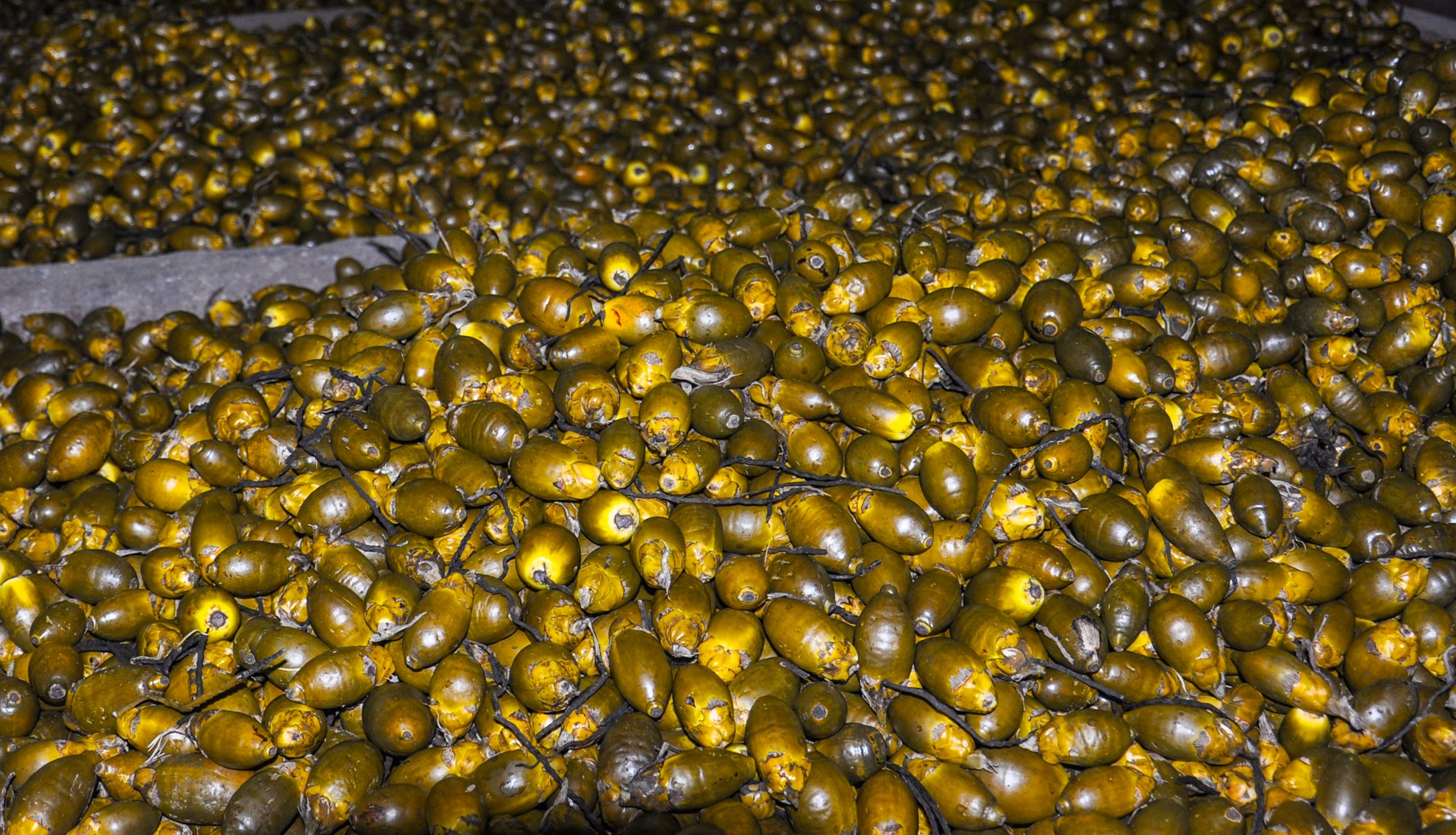 Vuong quoc ngan cau Son Tay anh 12