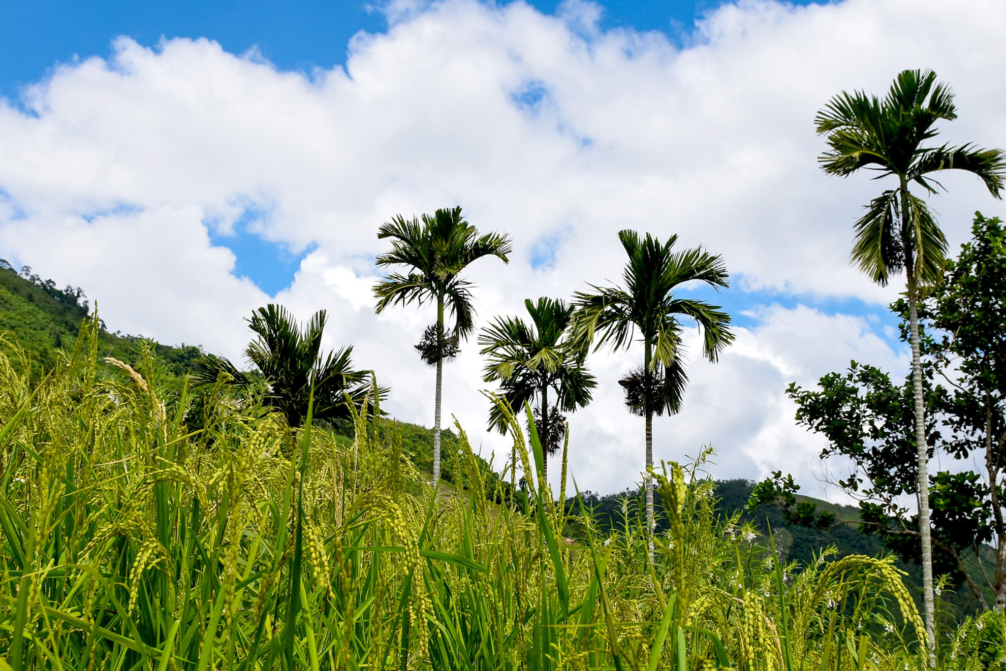 Vuong quoc ngan cau Son Tay anh 4