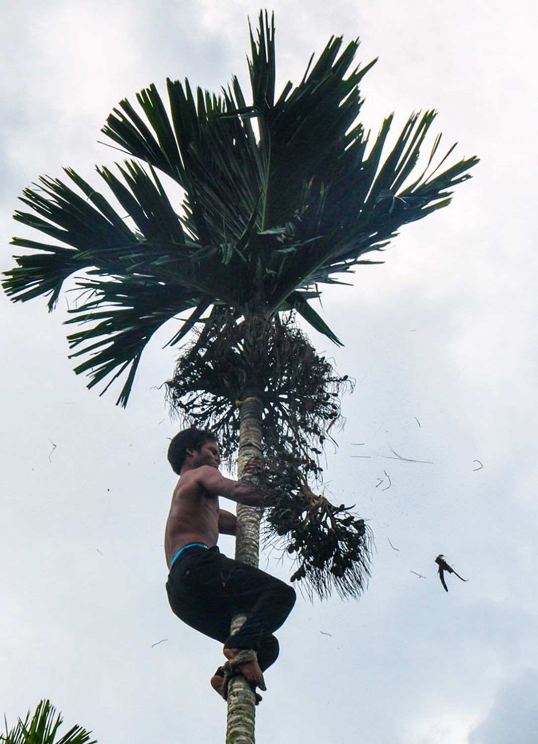 Vuong quoc ngan cau Son Tay anh 5