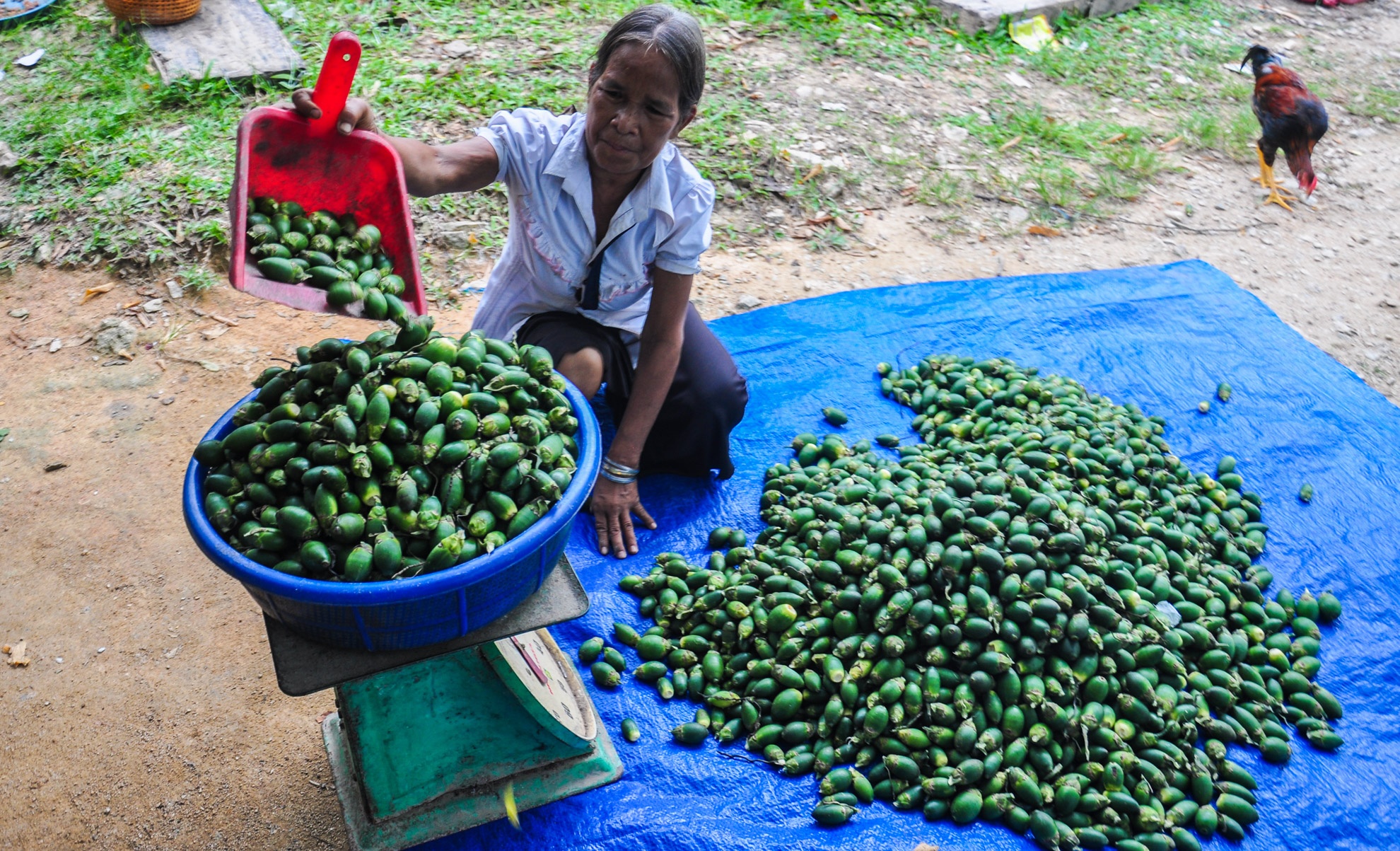 Vuong quoc ngan cau Son Tay anh 7