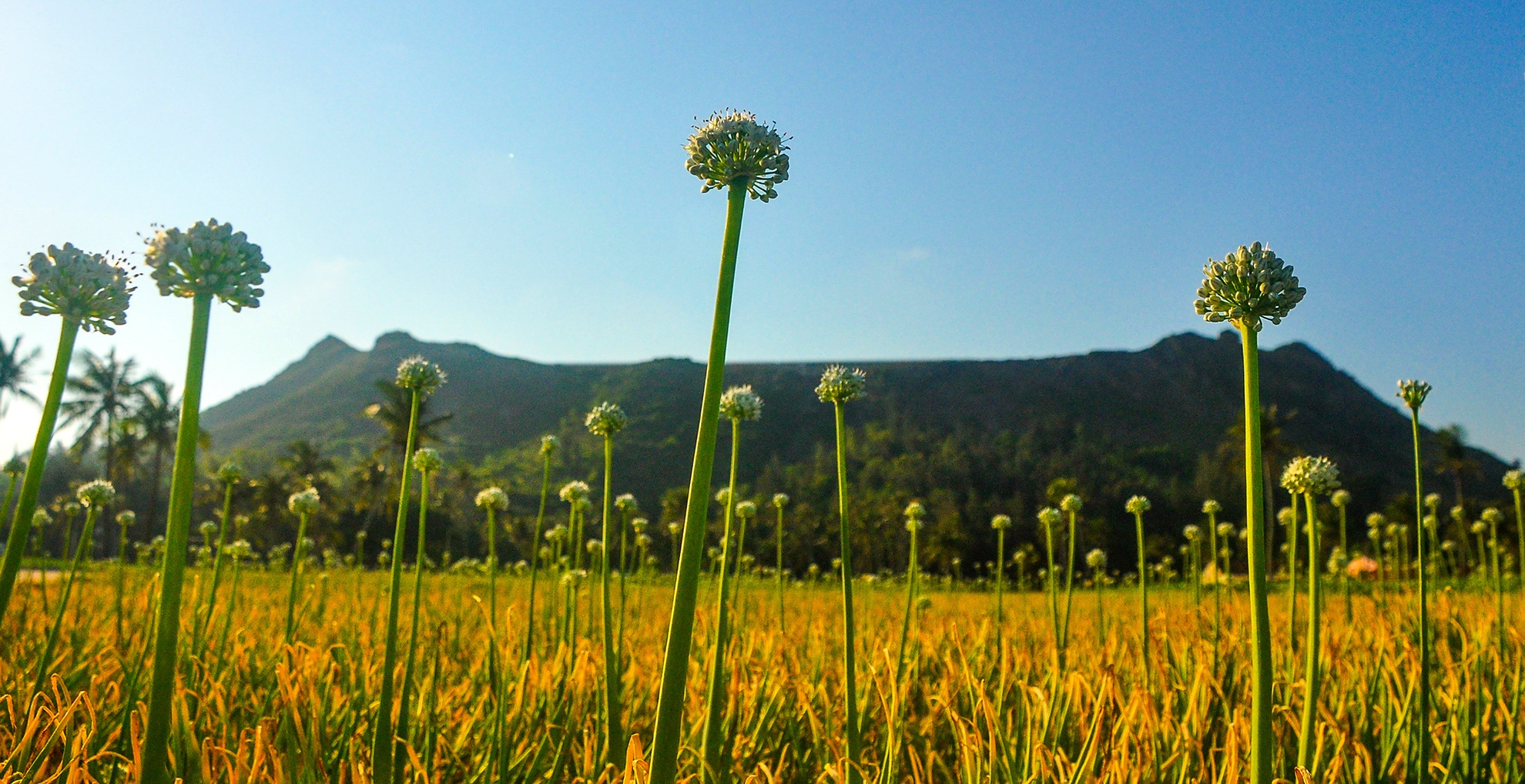 Ve dep huyen bi cua di tich van hoa Sa Huynh tren dao Ly Son hinh anh