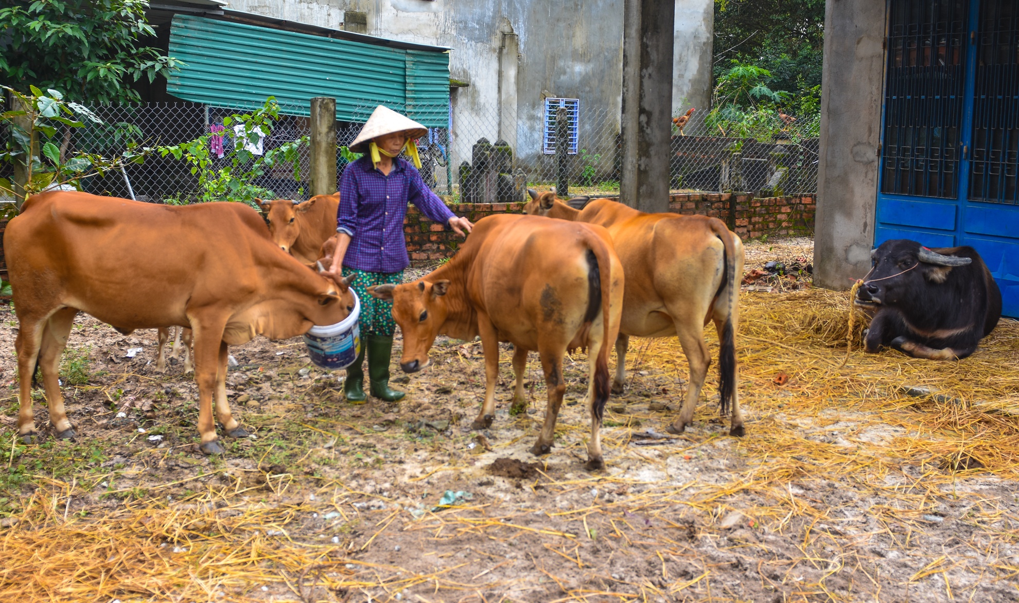 Mua lu ngap sau Quang Nam anh 11