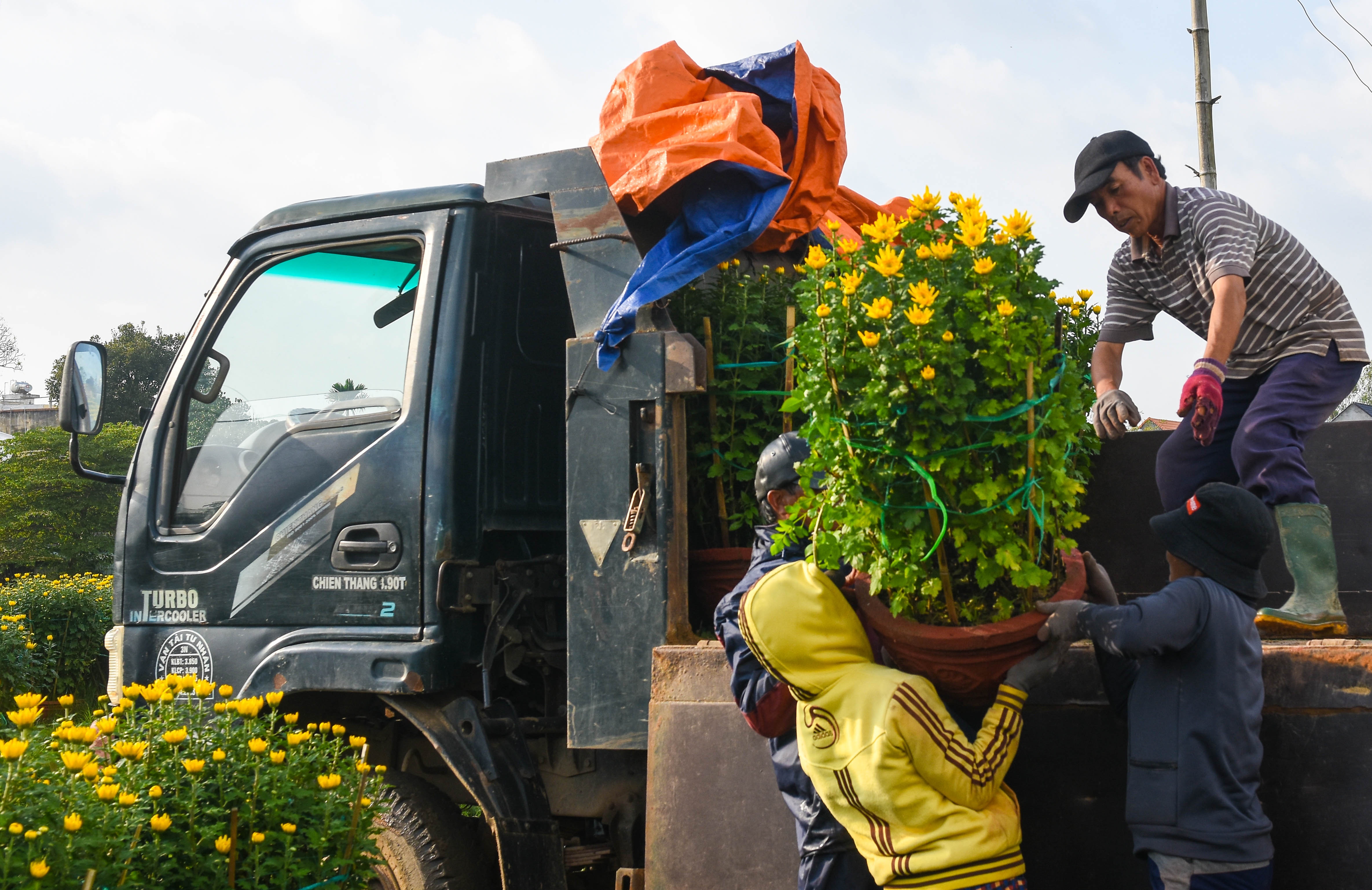 Lang hoa cuc Tet doc dao mien Trung anh 8