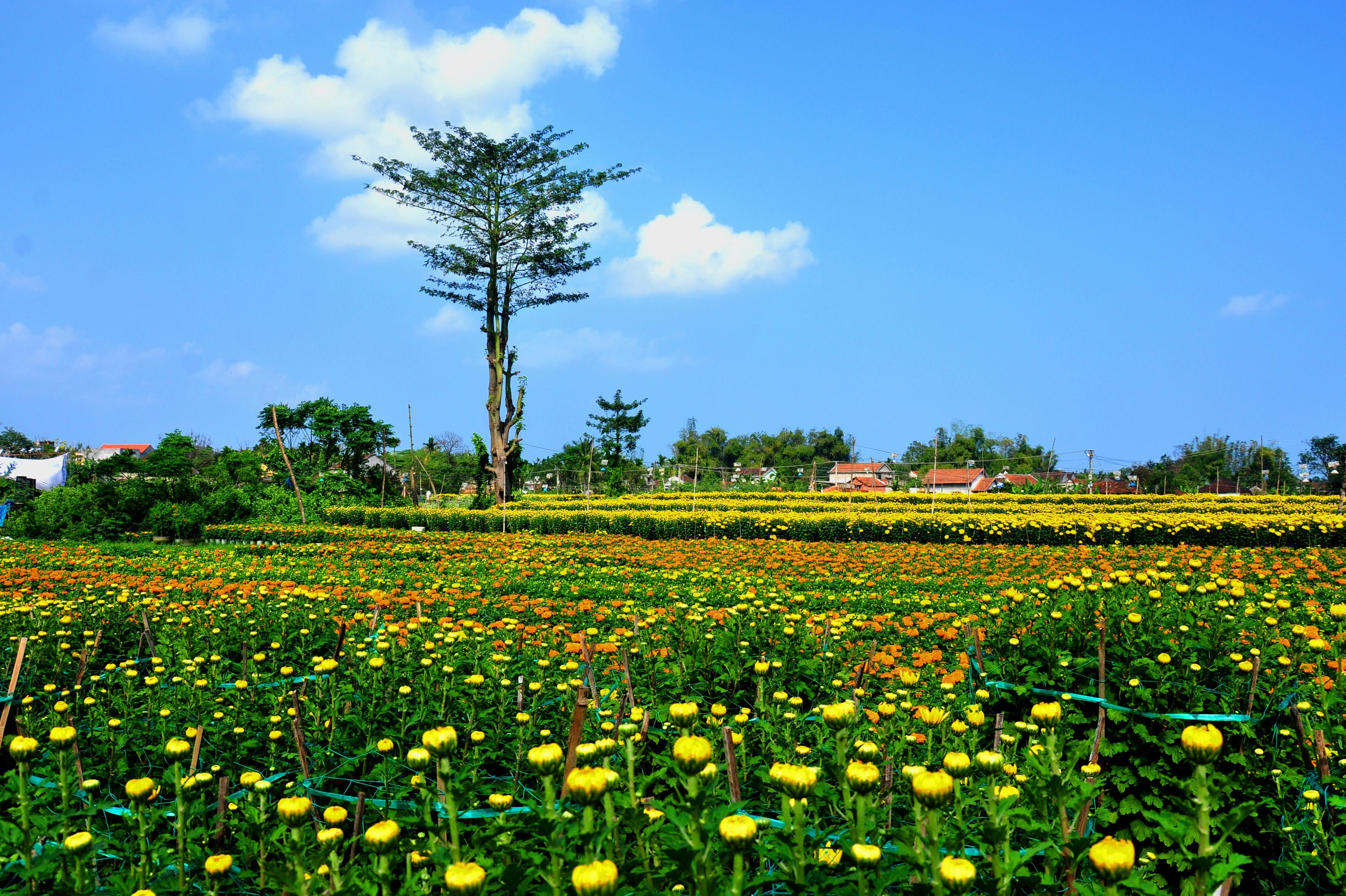 Lang hoa cuc Tet doc dao mien Trung anh 1