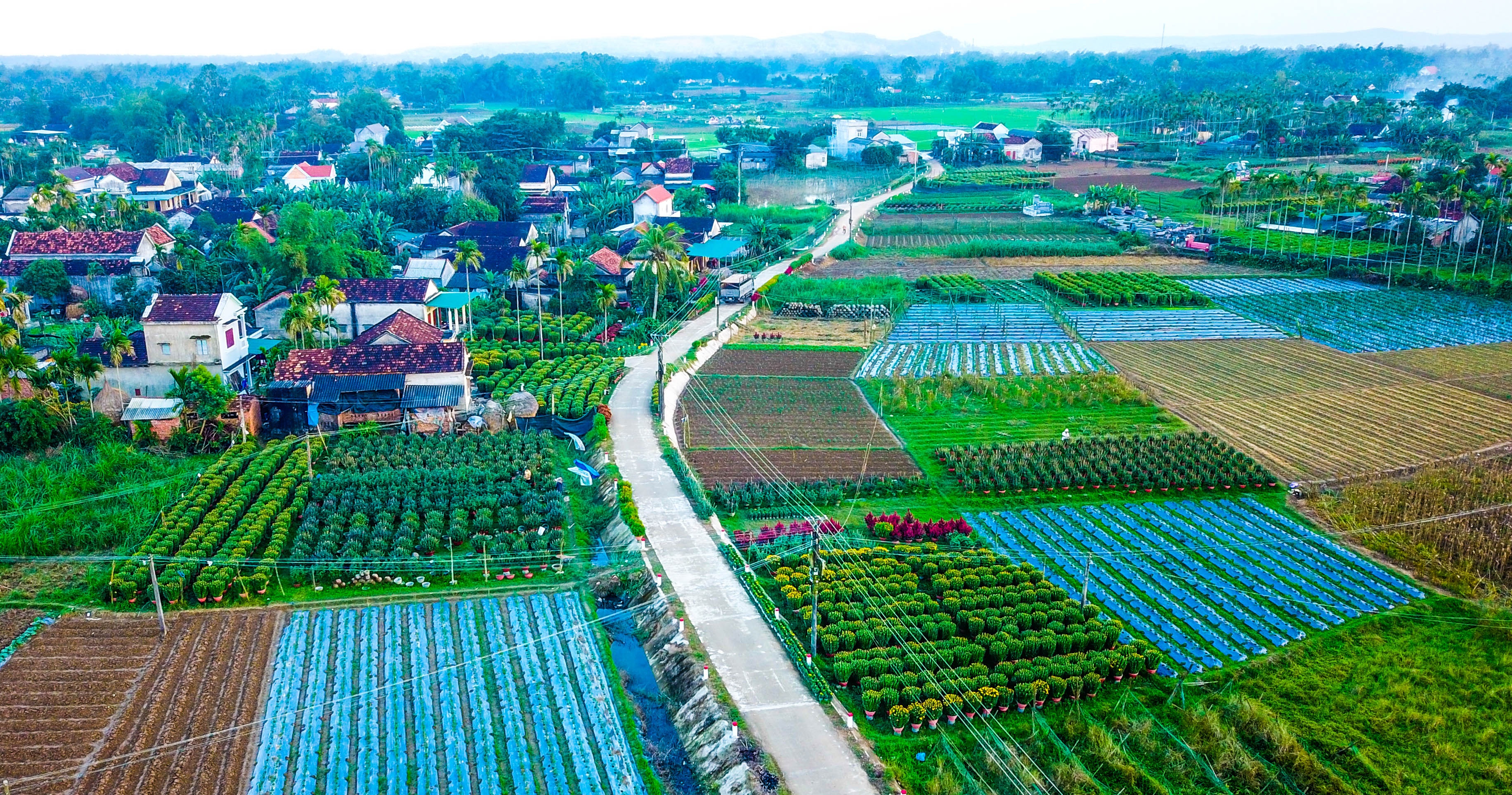 Lang hoa cuc Tet doc dao mien Trung anh 10