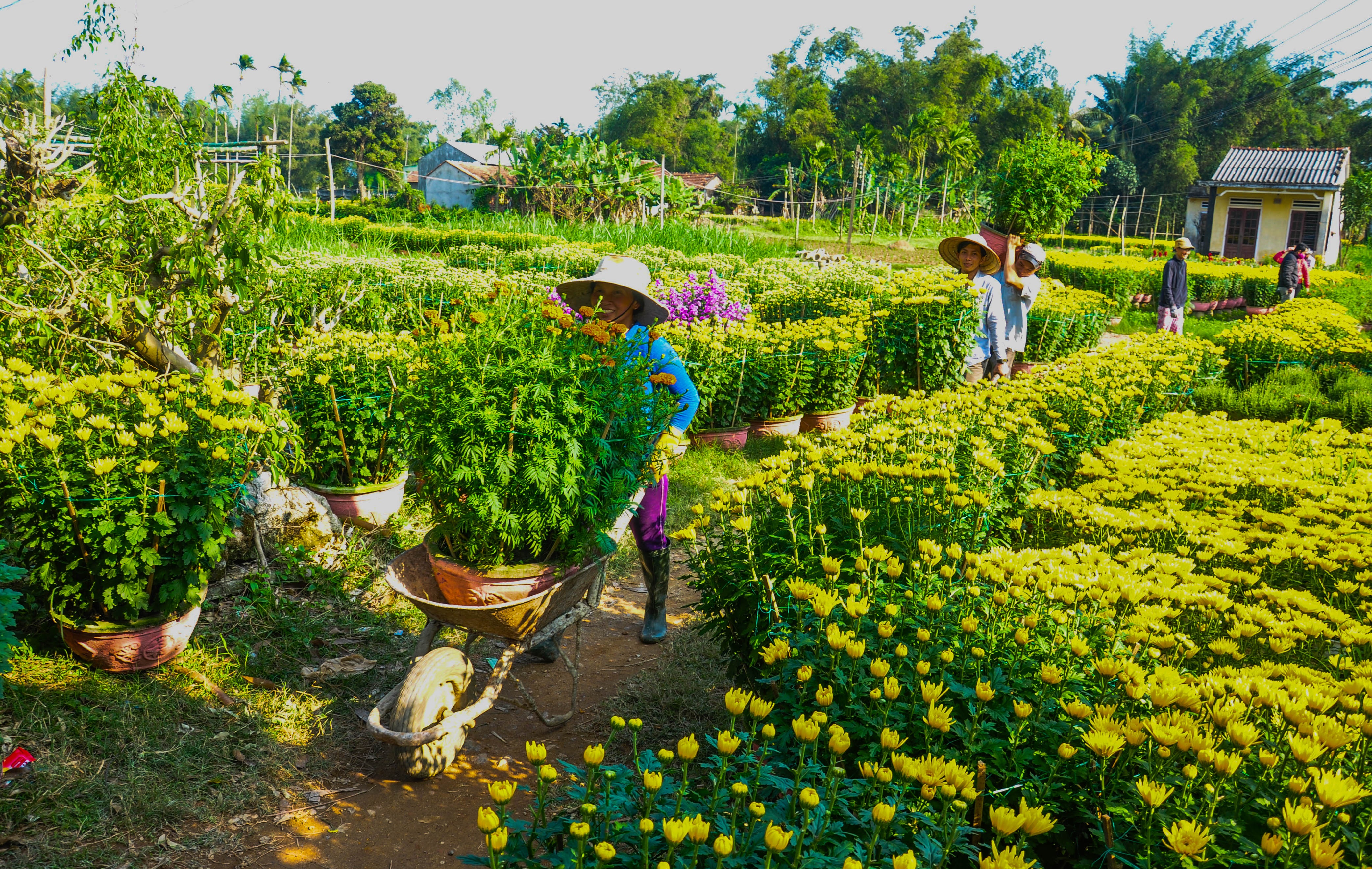 Lang hoa cuc Tet doc dao mien Trung anh 7
